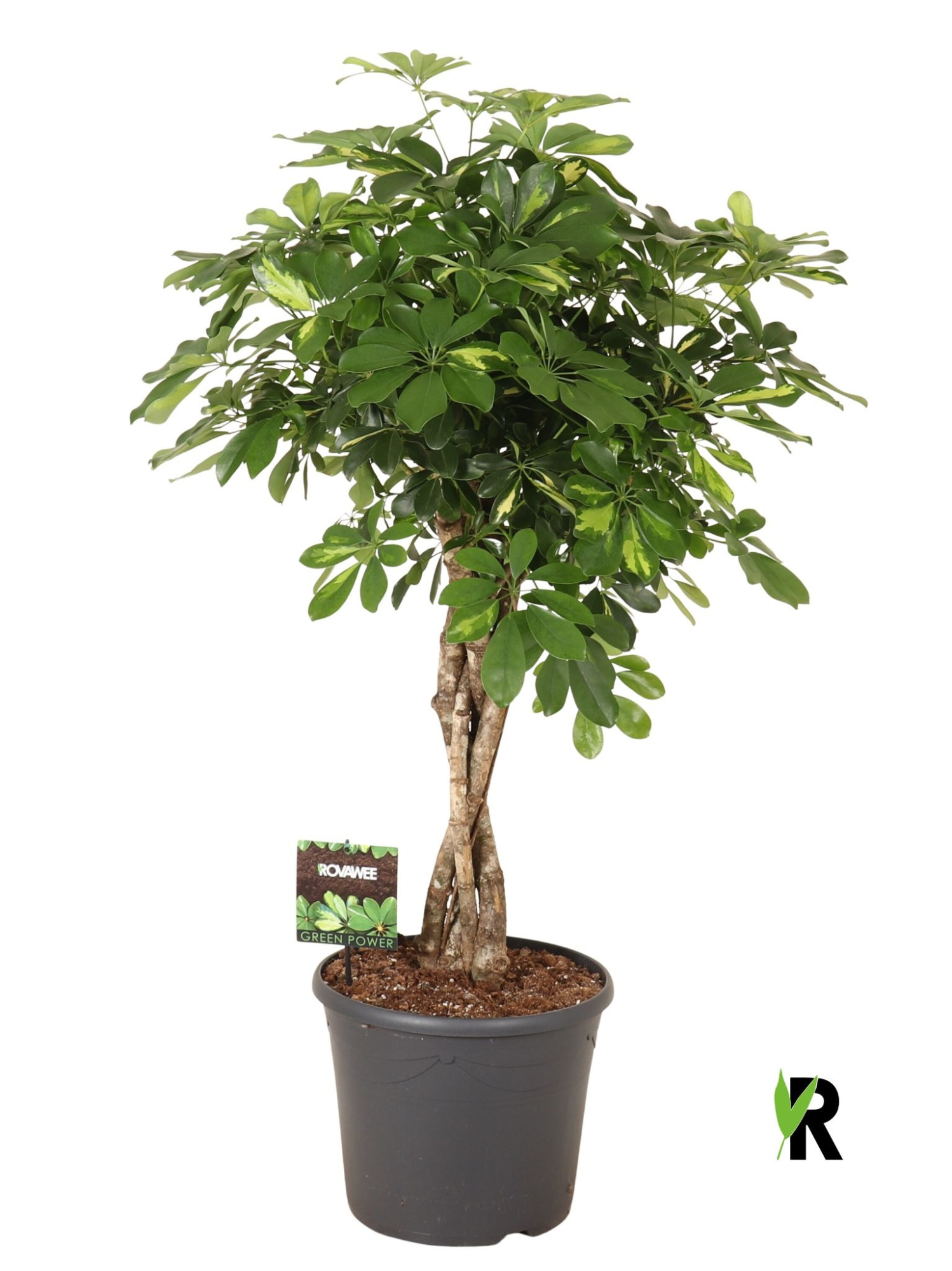 Schefflera arb. Gold Capella melted braid, D 35 cm