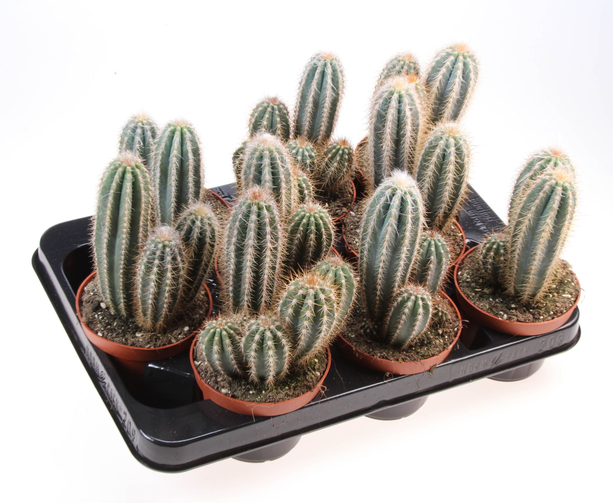Pilosocereus braunii, D 10,5 cm