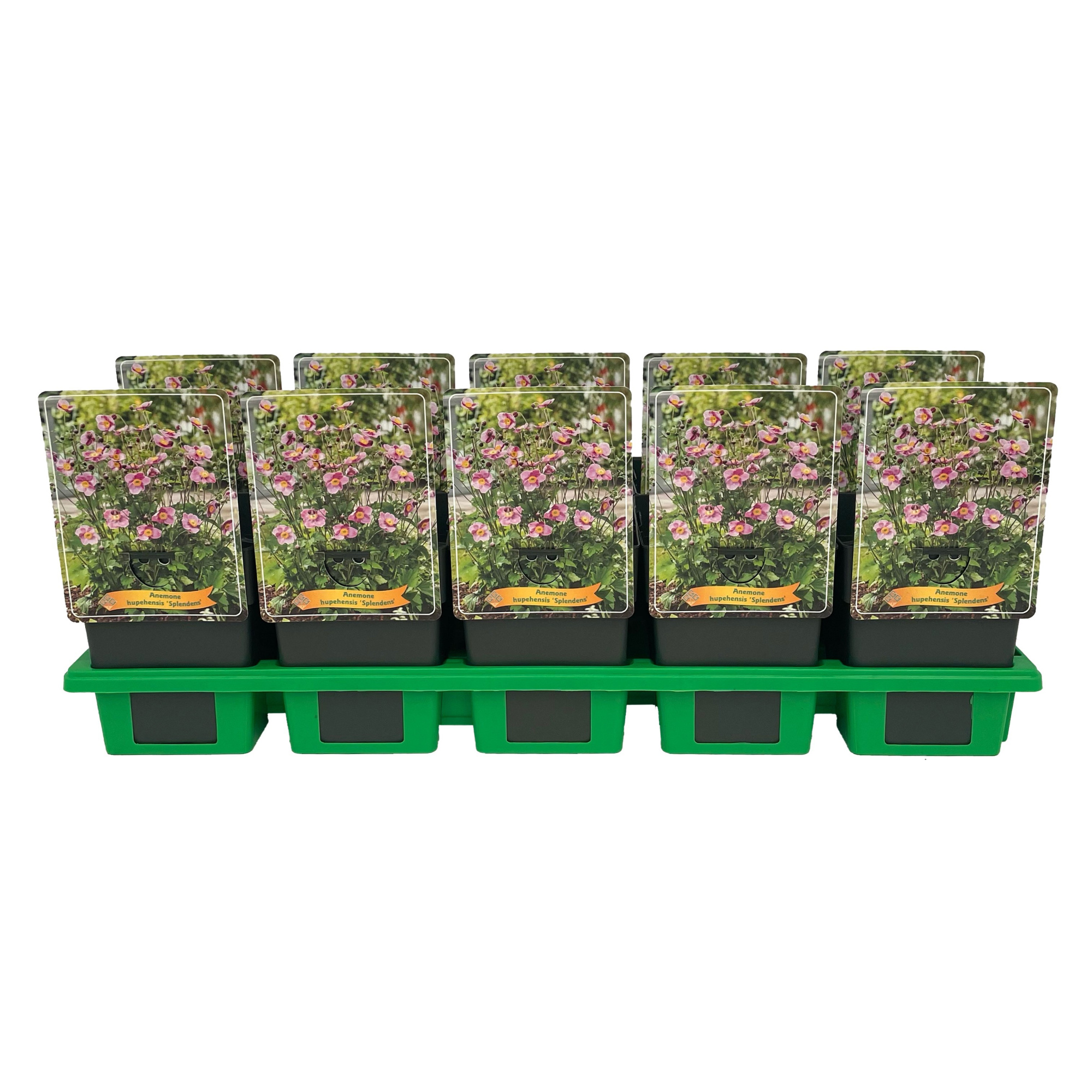 Anemone hupehensis 'Splendens' P11, D 11 cm