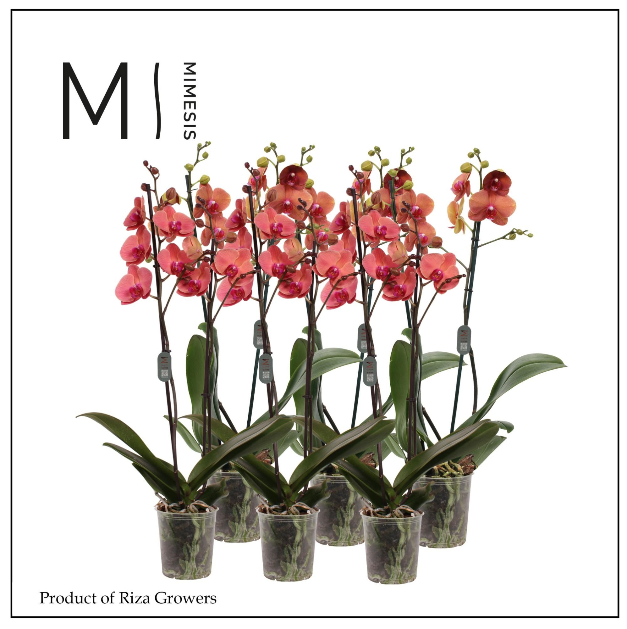 Mimesis Phal. Orange - 2 spike 12cm, D 12 cm