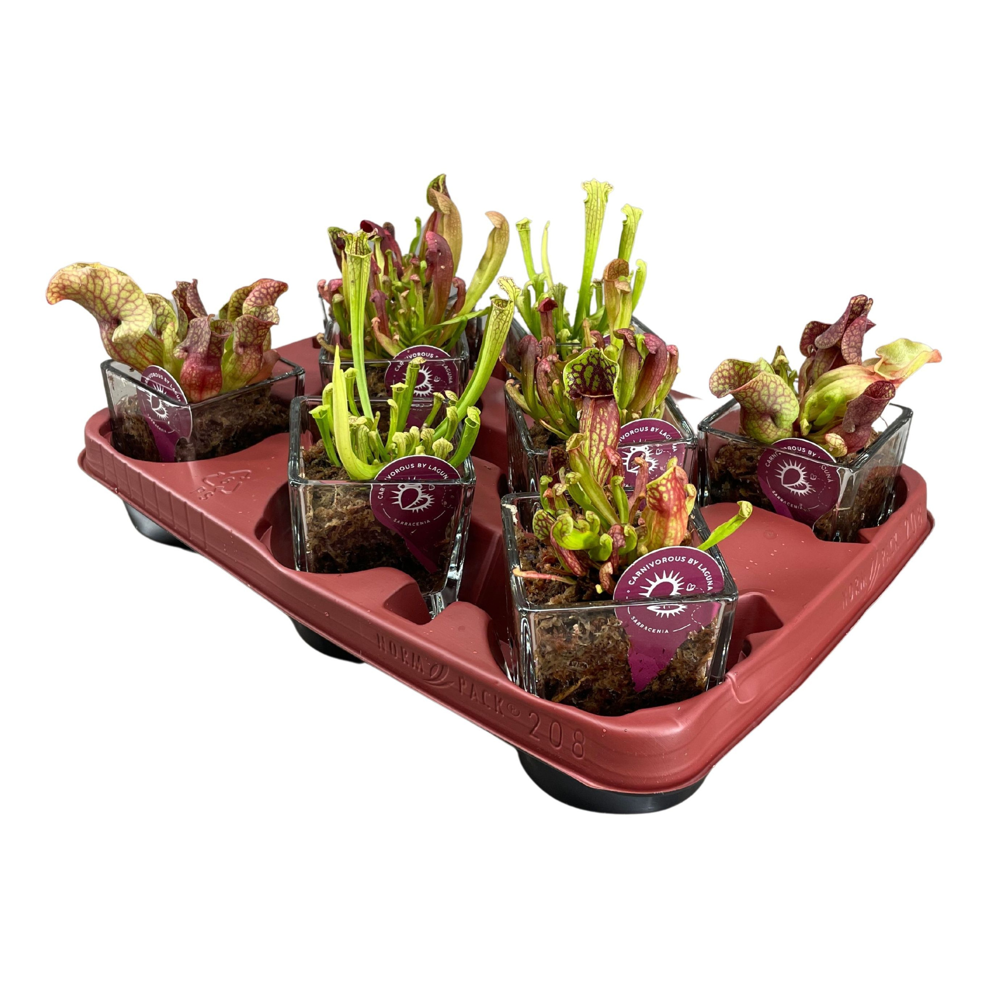 Sarracenia mix in glazen accubak met mos, D 8 cm