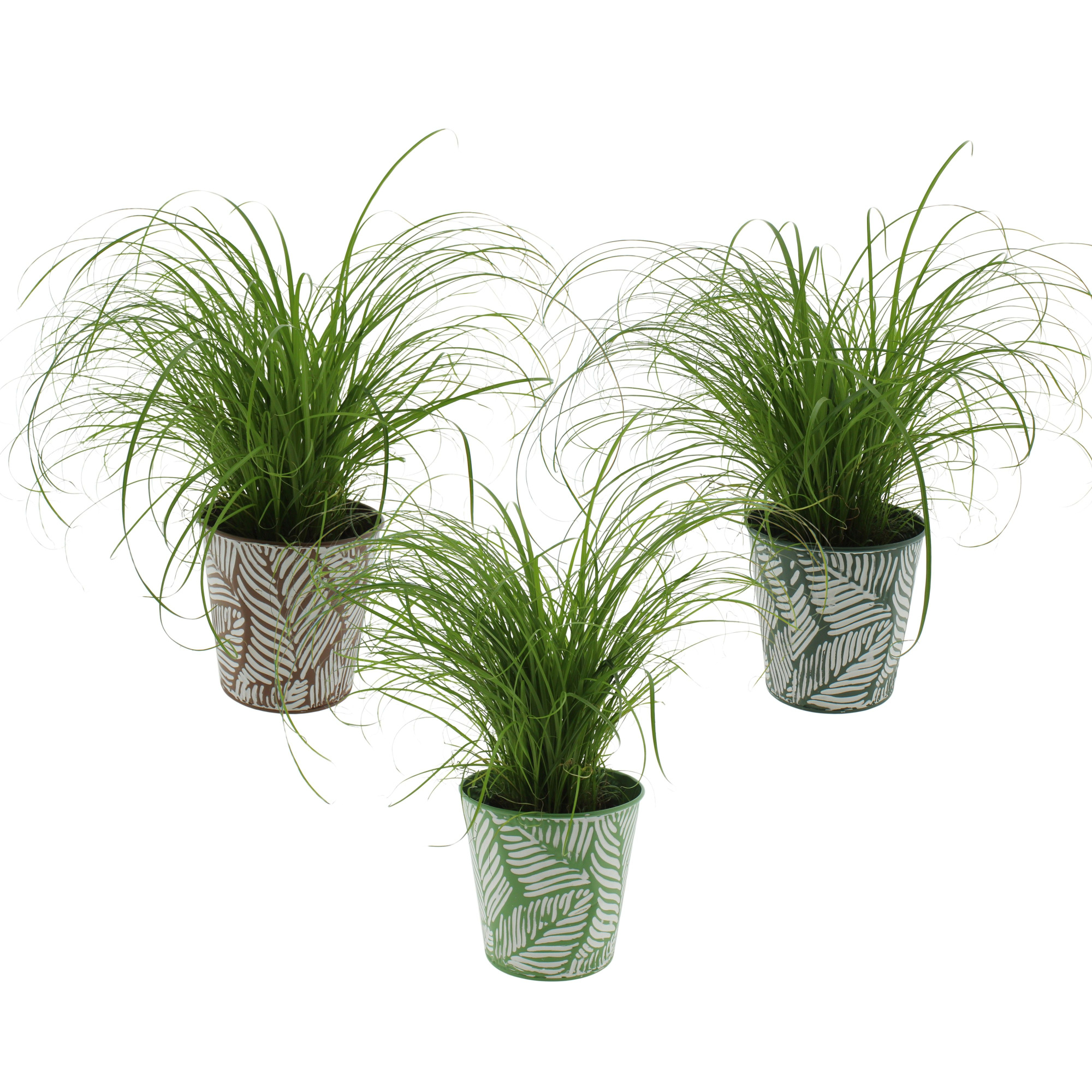 Cyperus alternifolius 'Zumula in sierpot zink 3 kleuren, D 12 cm