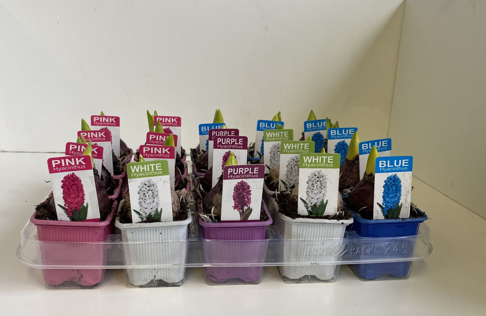 7 cm Hyacint gemengd met etiket, D 7 cm
