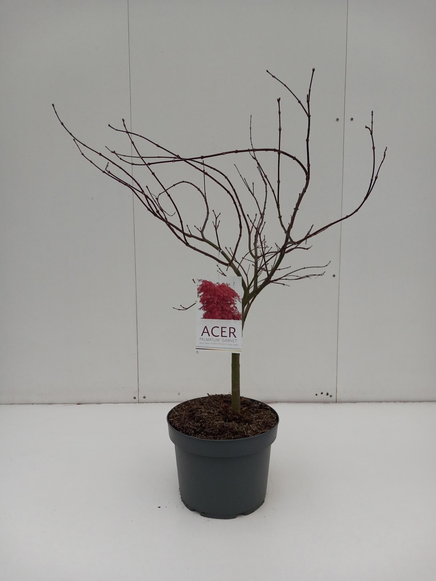 Acer palmatum Garnet, D 29