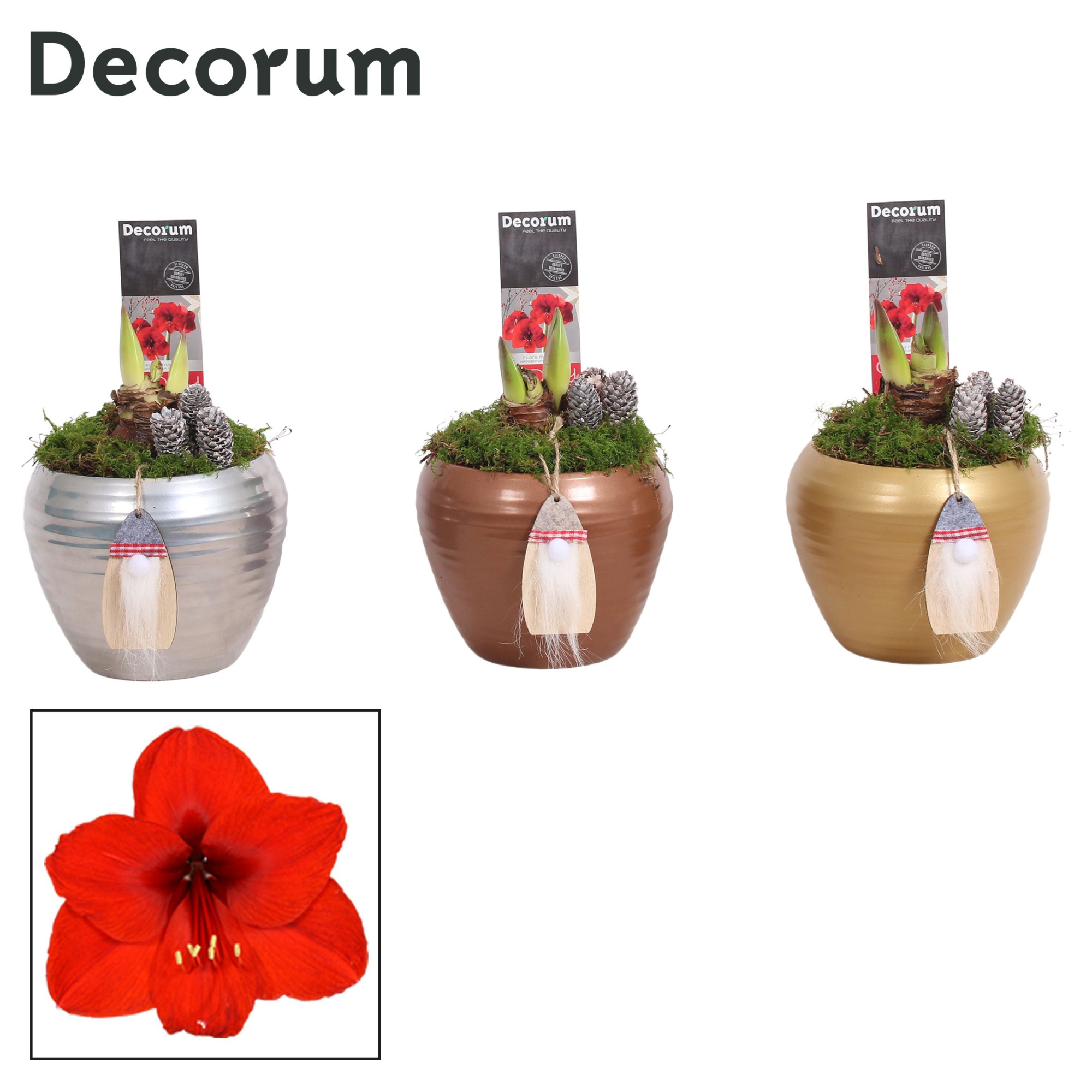 Amaryllis Rood 2 Knop in Melanie KERST (Decorum), D 12 cm
