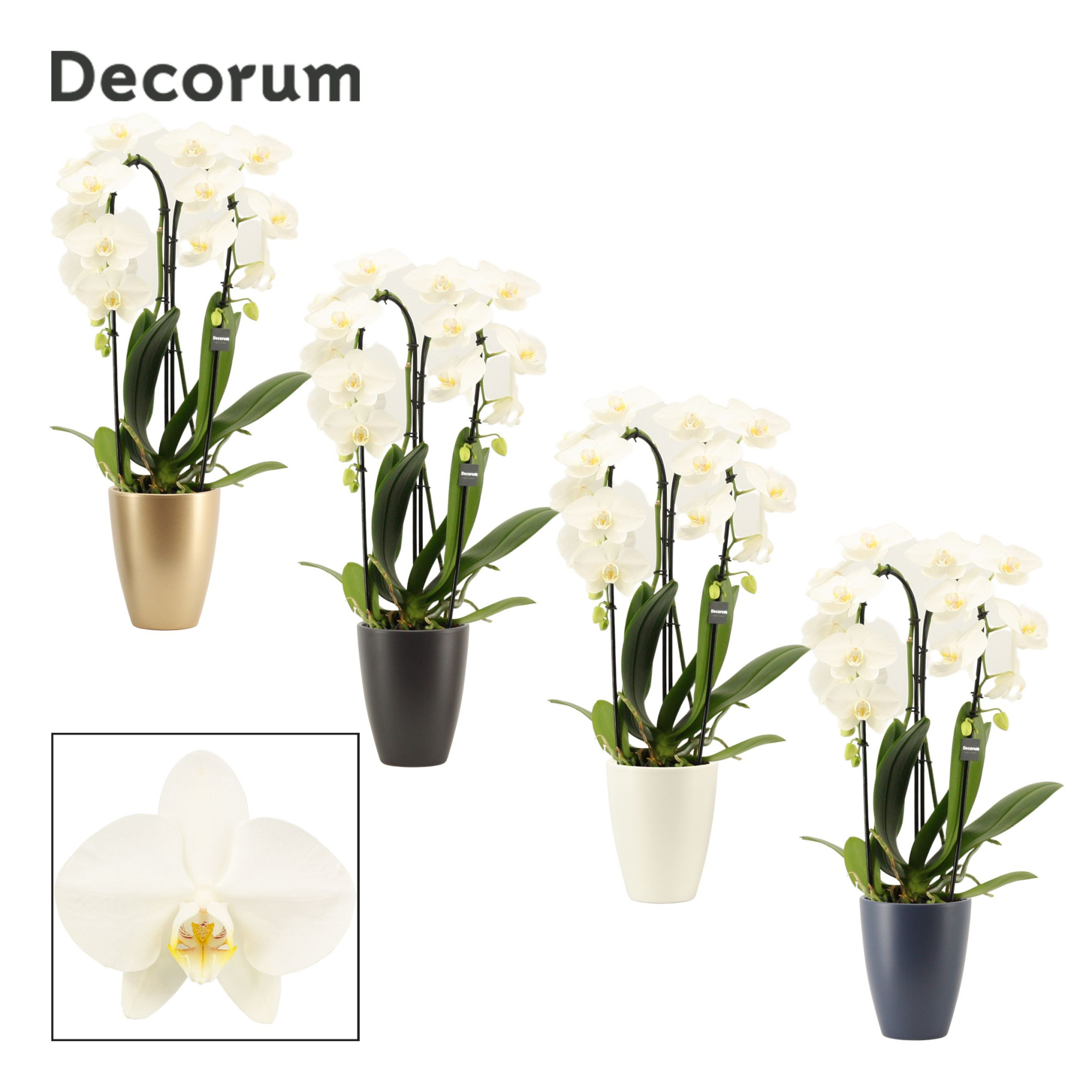 Phalaenopsis cascade 2 tak wit in Carly (Neo Architect-collect.), D 12