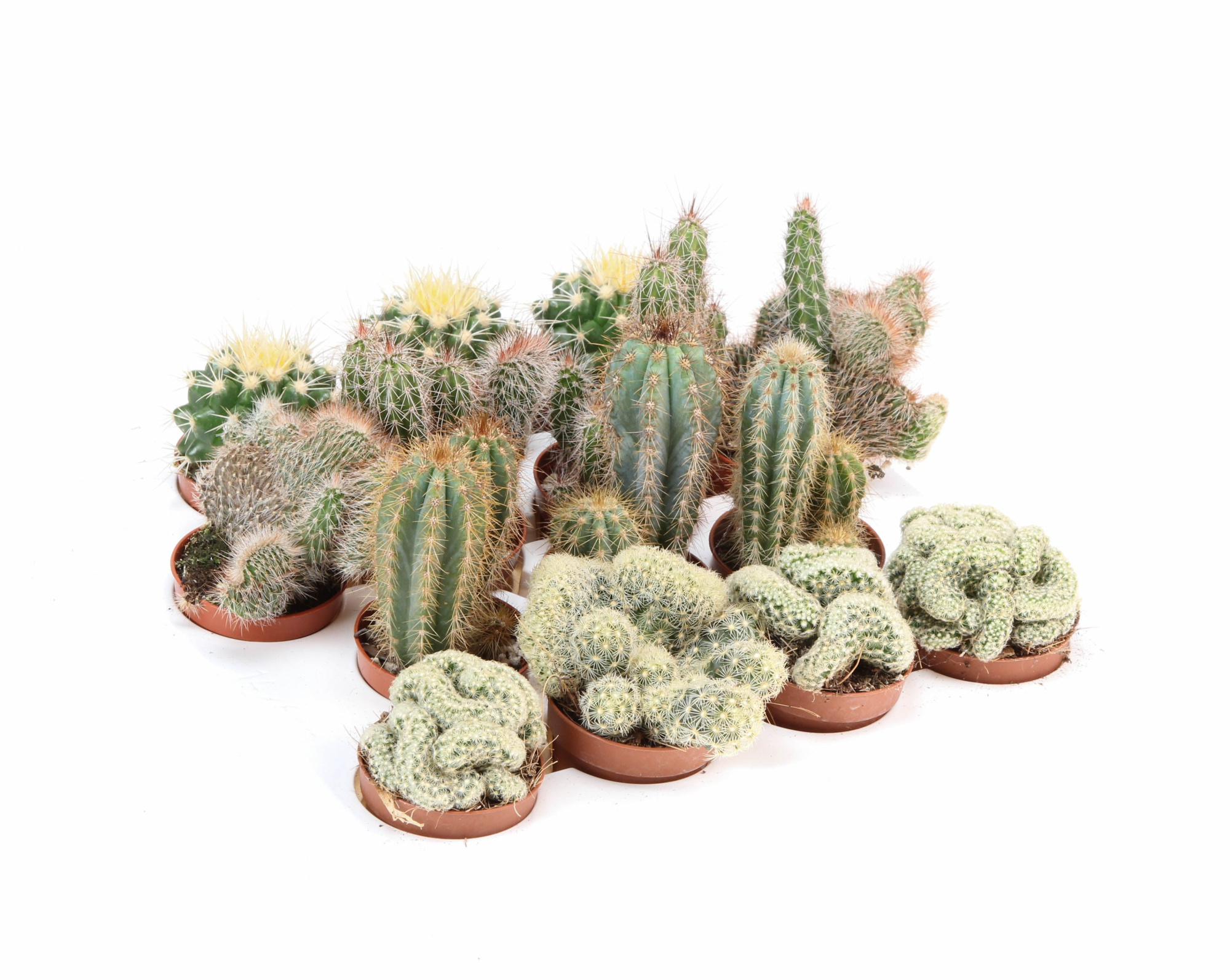 Cactus mix XL, D 5,5 cm