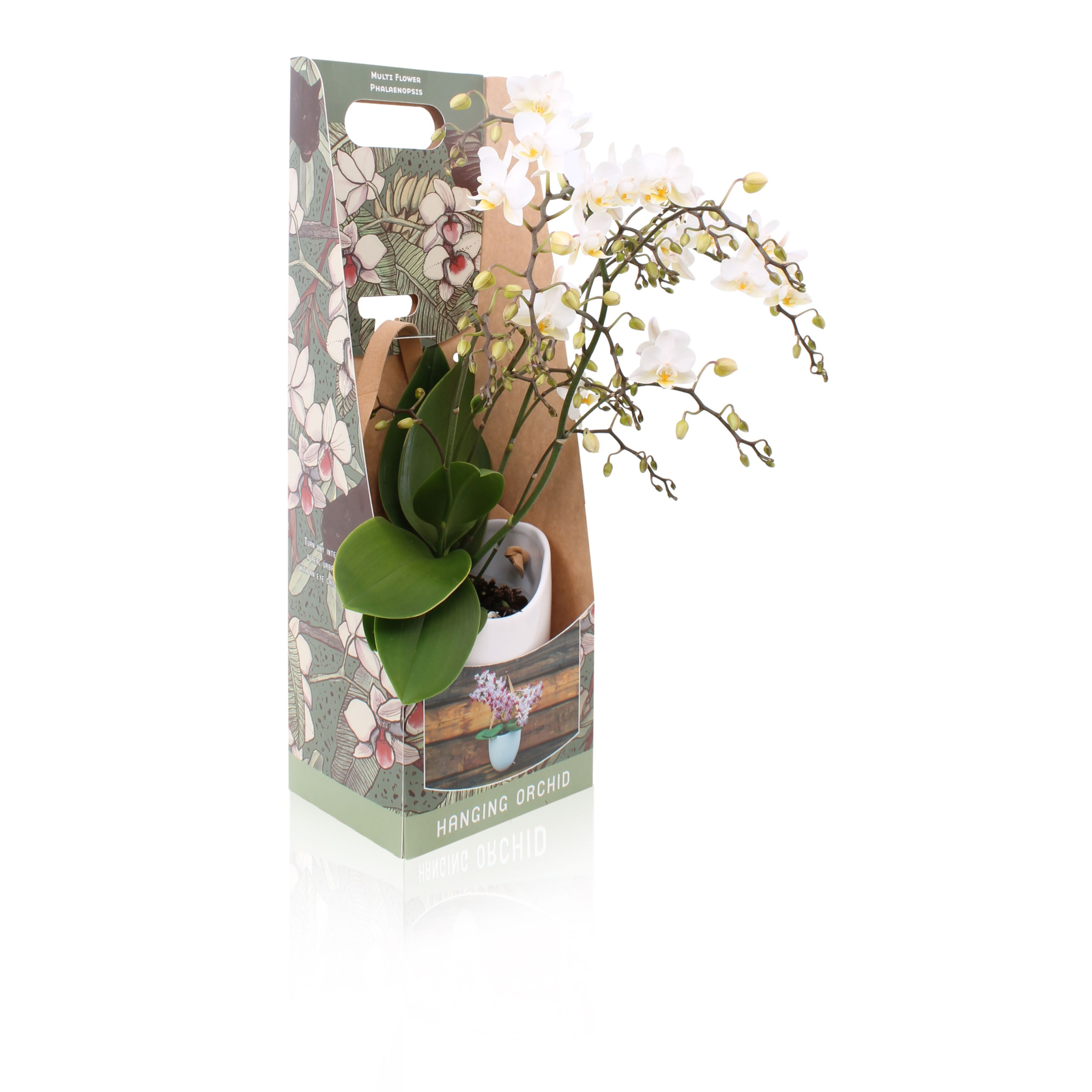 Phal. Multiflora 4-tak "Soft Cloud" in keramiek BGC705 hangpot, D 12