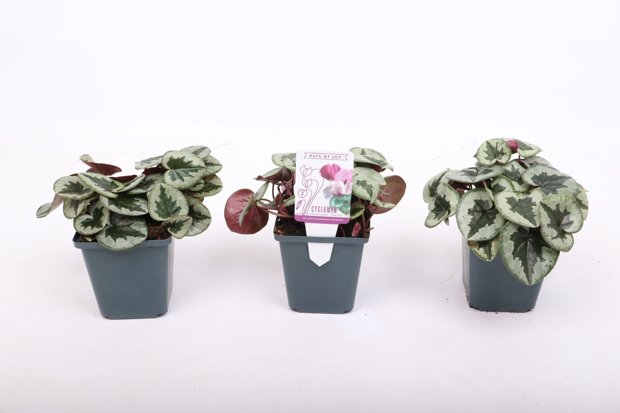 Cyclamen coum Xmas leaf rose 9 cm, D 9