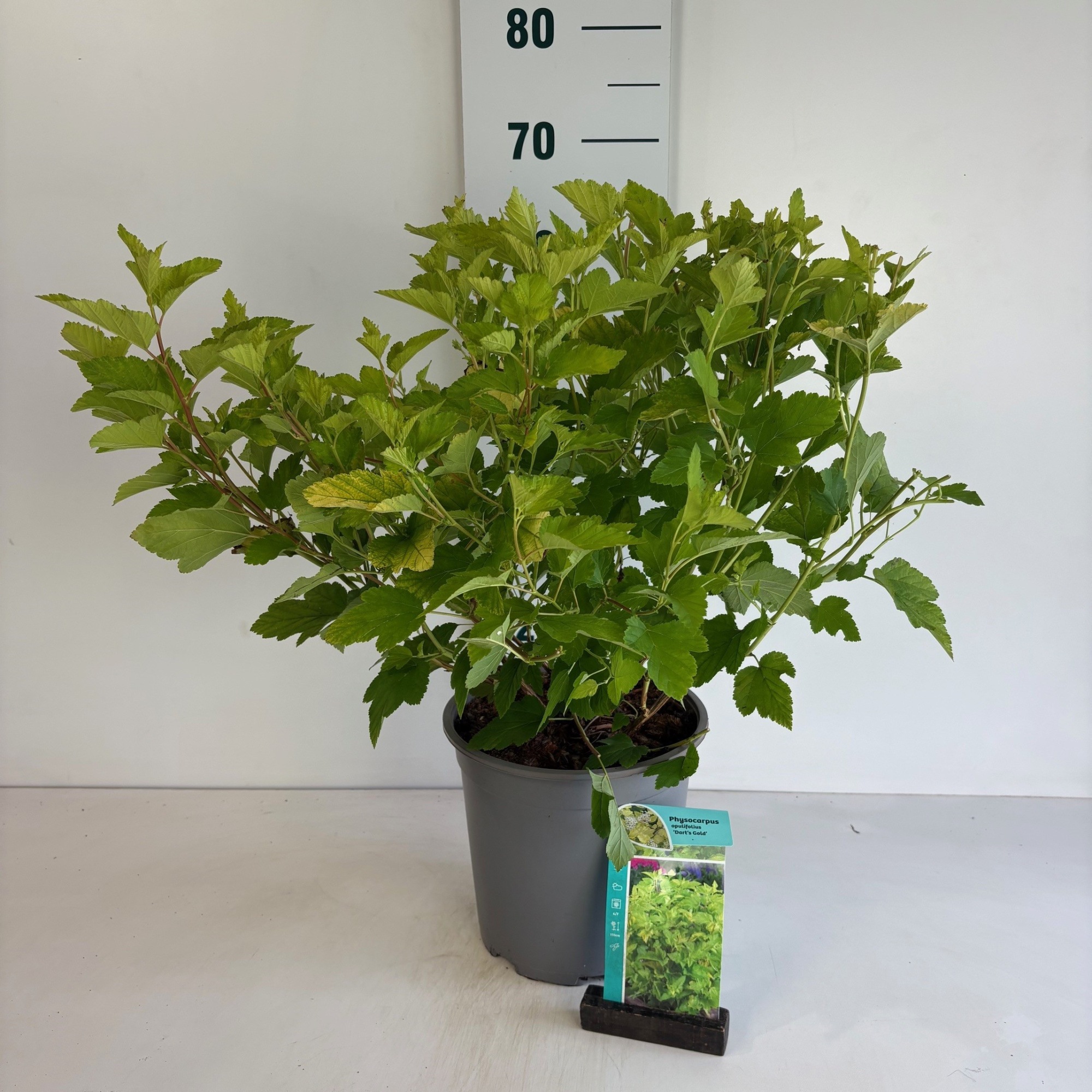 Physocarpus opulifolius Dart's Gold, D 24 cm