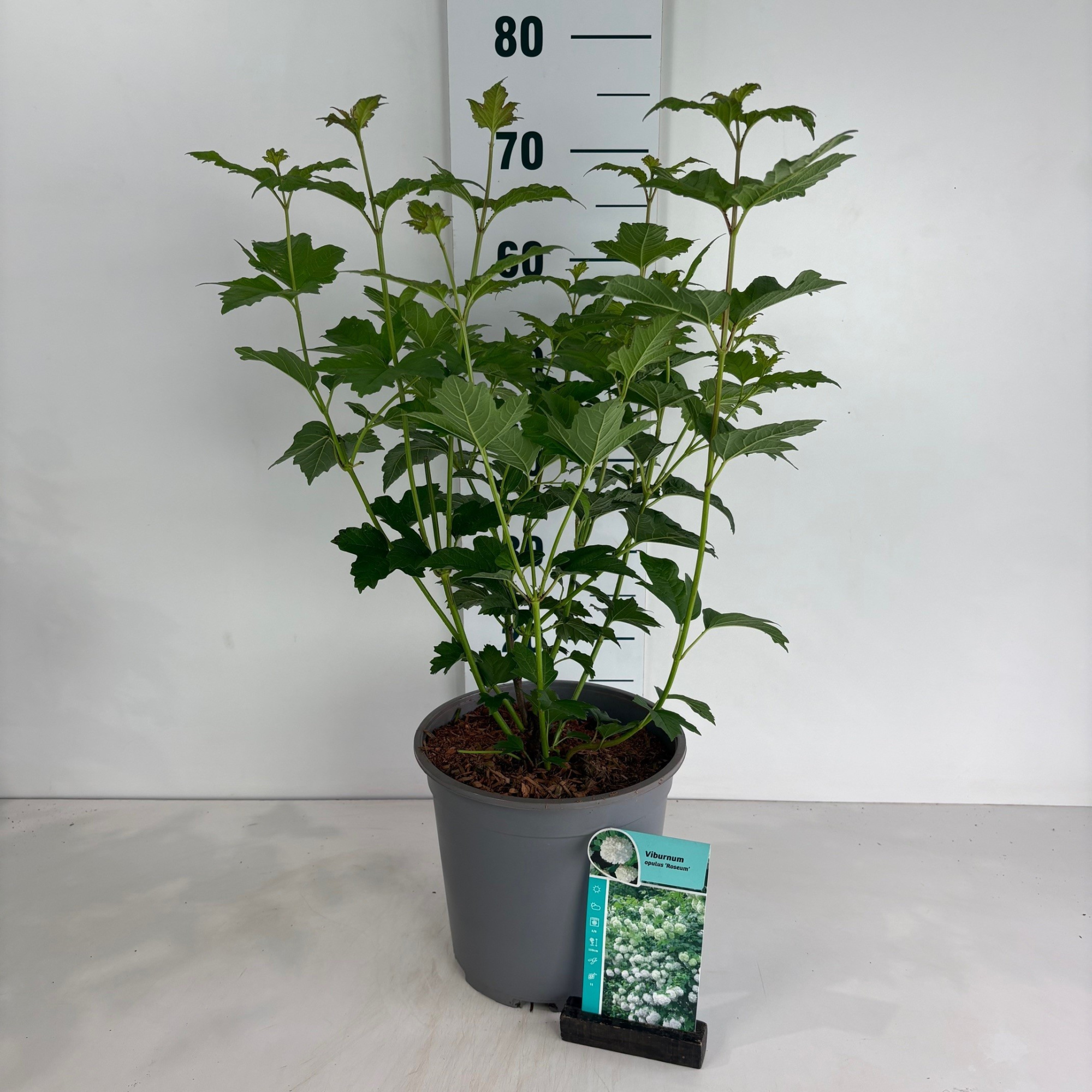 Viburnum opulus Roseum, D 24 cm