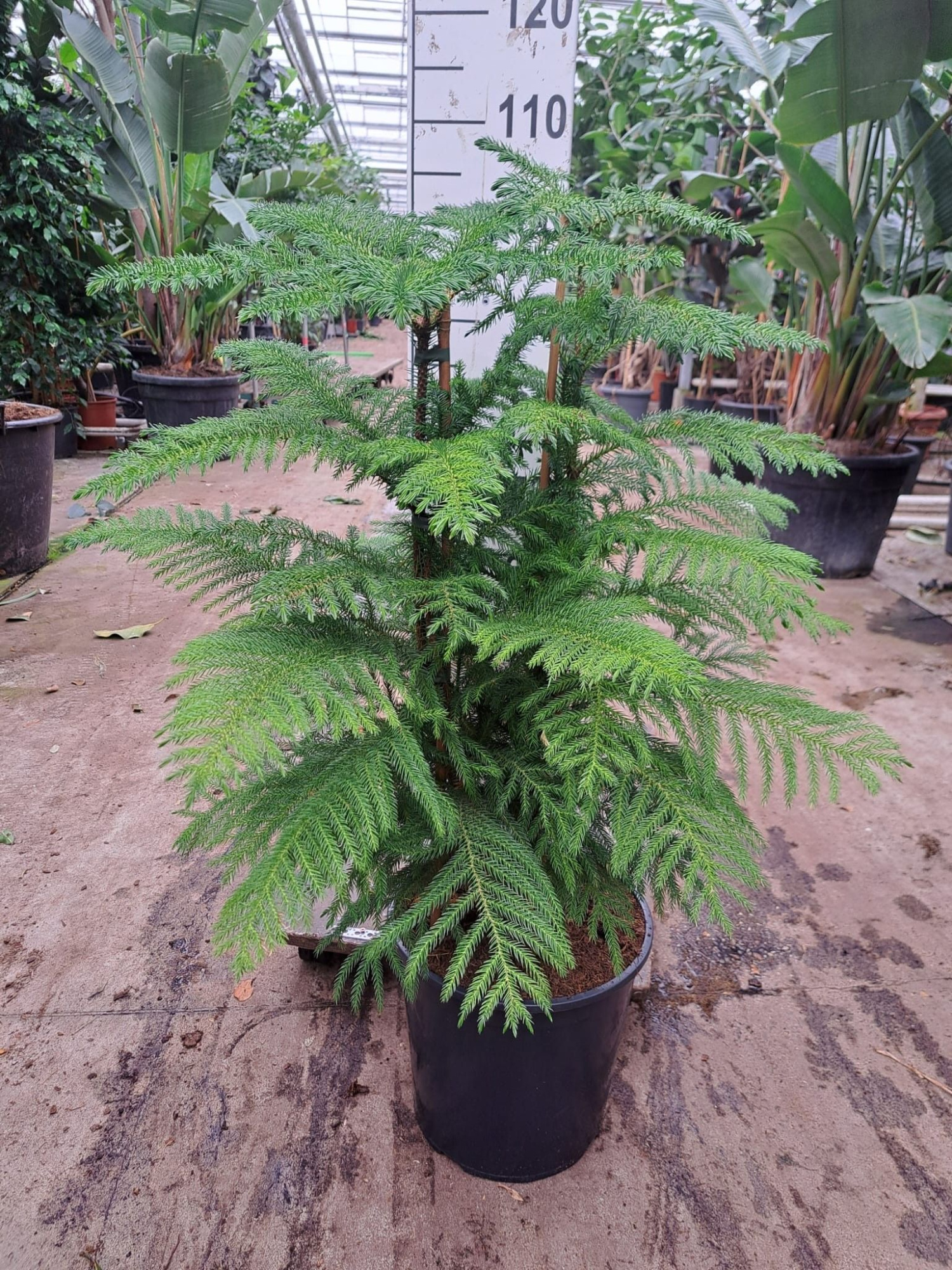 Araucaria toef 100, D 30 cm