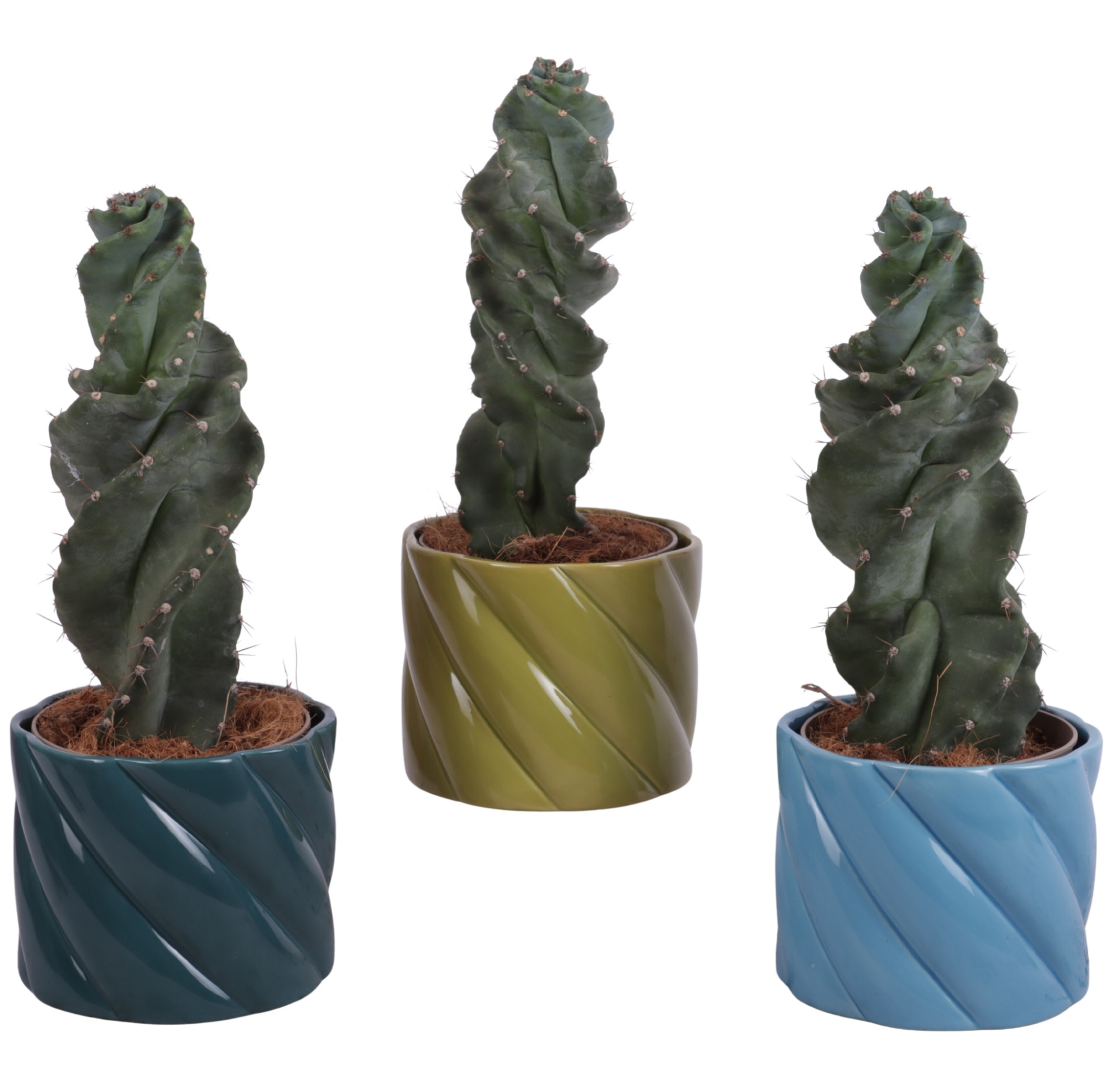 Cactus Cereus Spiralis Ø12cm in Ø14cm Ceramic FB674, D 14