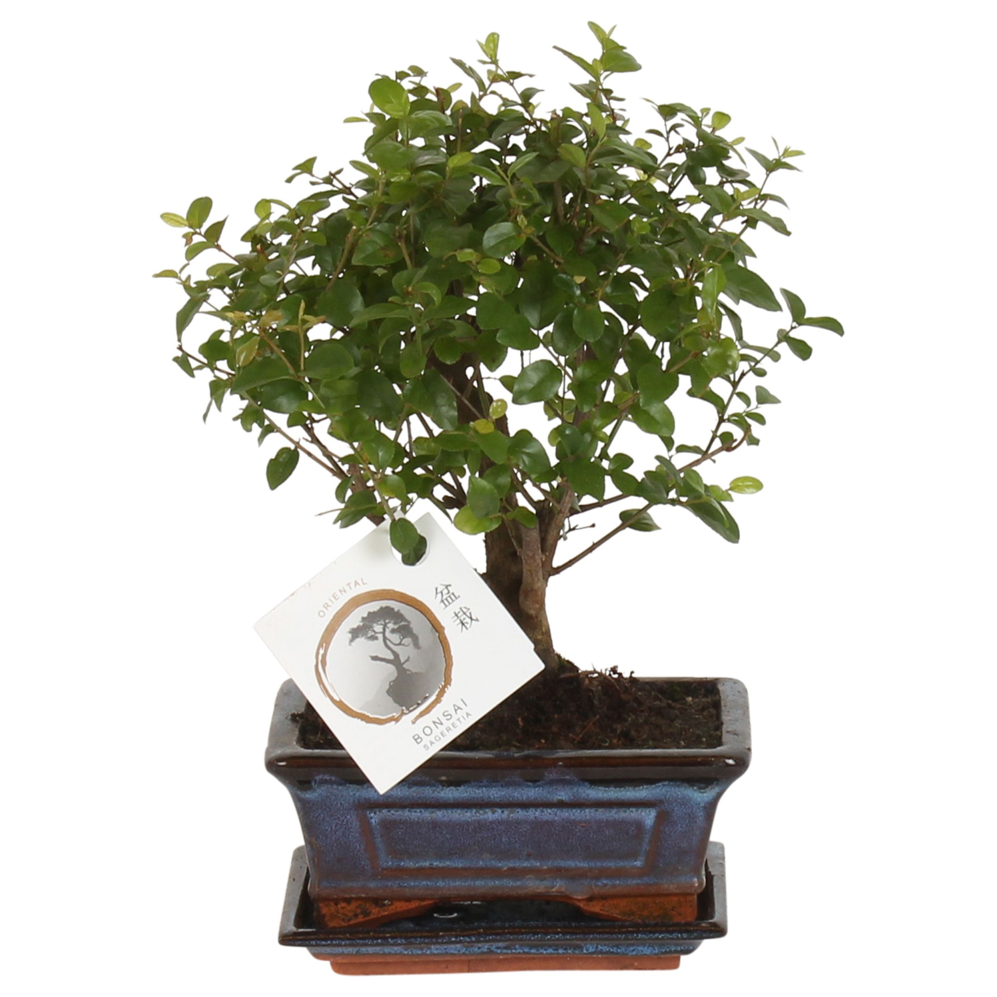 Bonsai 'Sageretia' in ø15cm Ceramic Ball Shape with Saucer, D 15