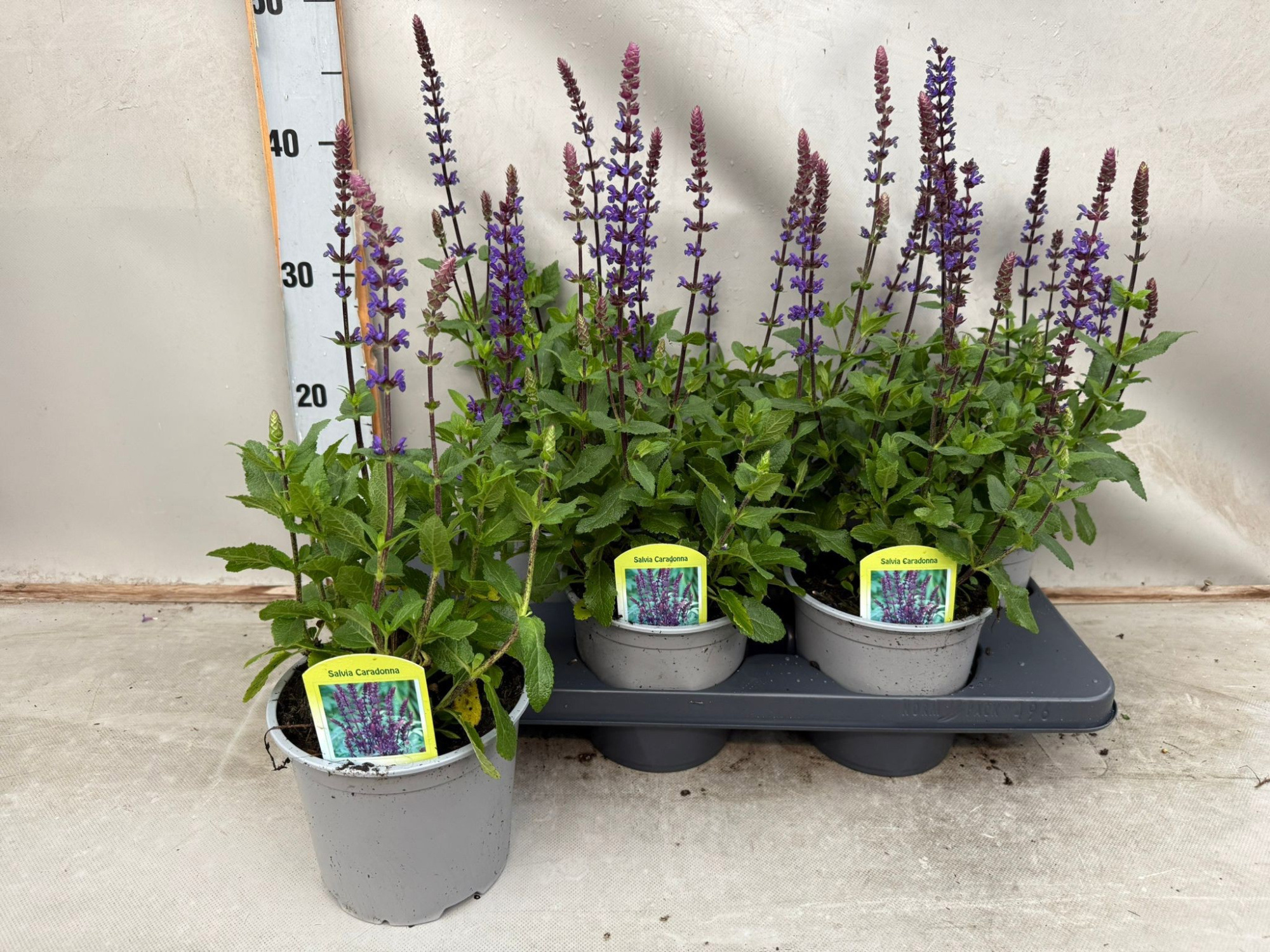 Salvia Caradonna, D 15 cm