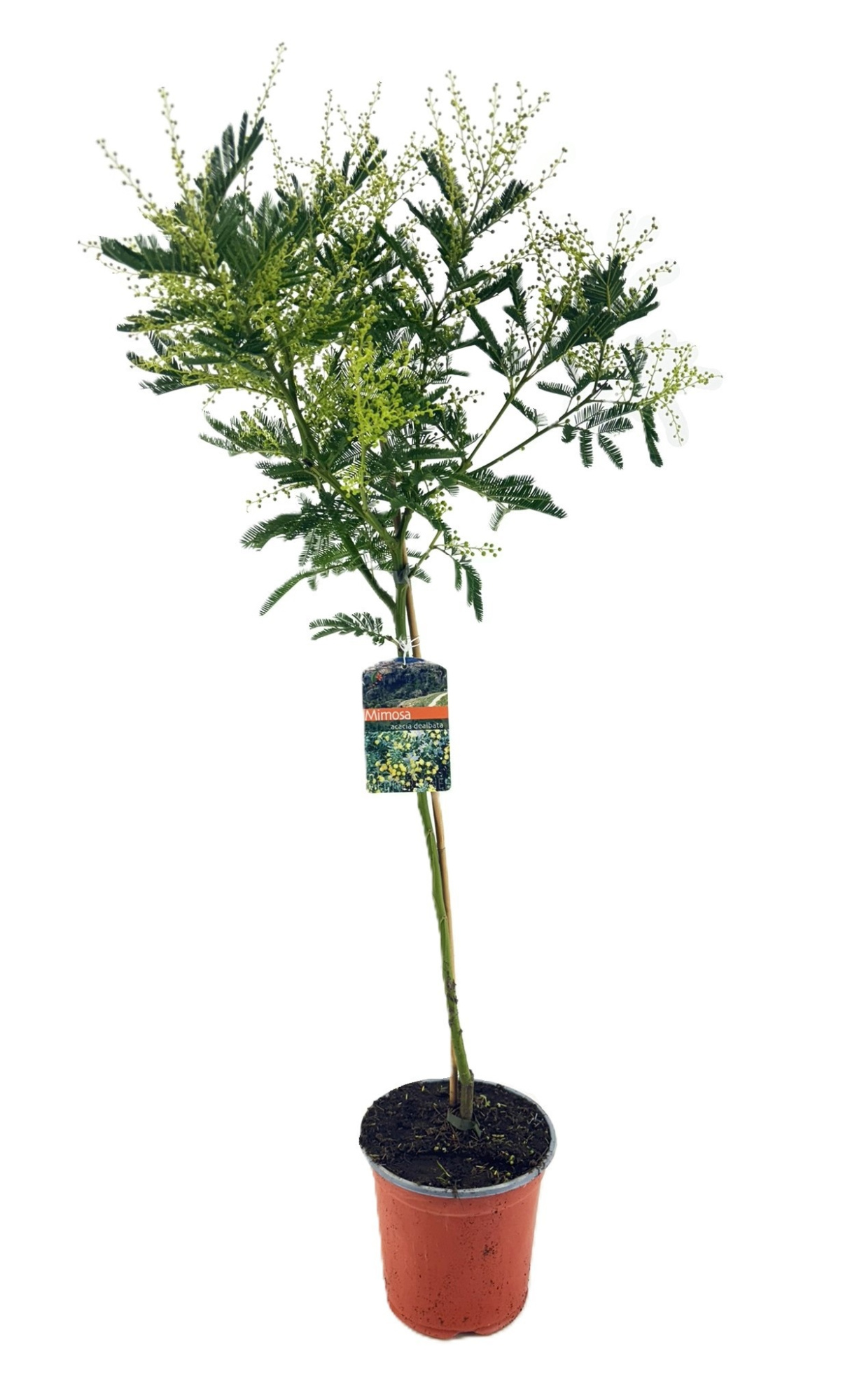 Mimosa acacia dealbata, D 19