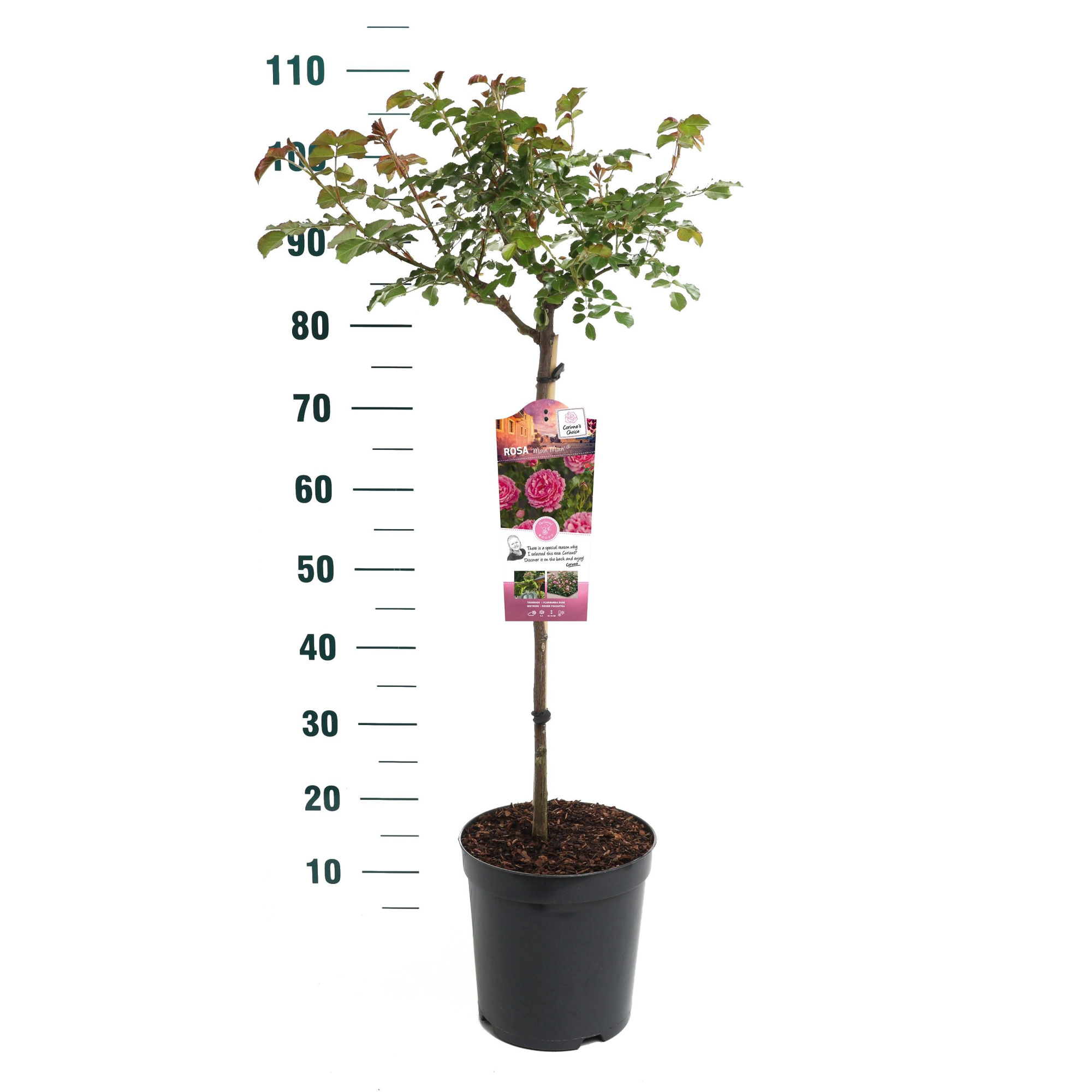 Rosa 'Moin Moin' - 60 Stam - Exclusive Collection, D 24 cm