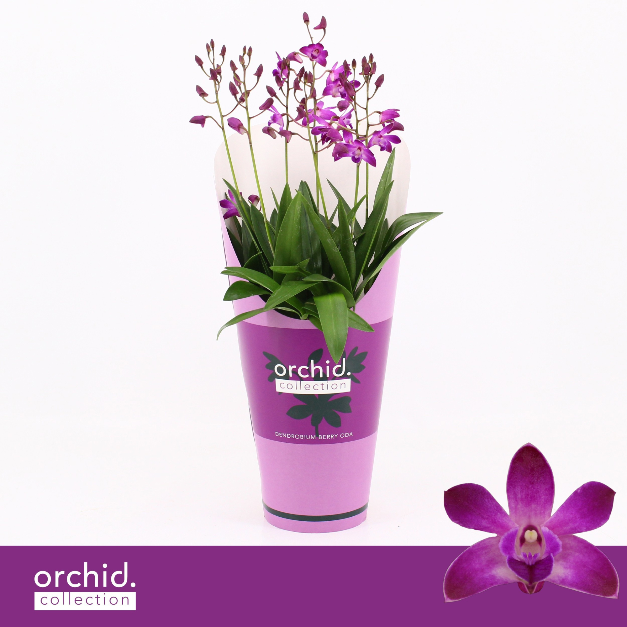 Dendrobium, Berry Oda 9+ spike 'Orchid Collection' Potcover, D 12