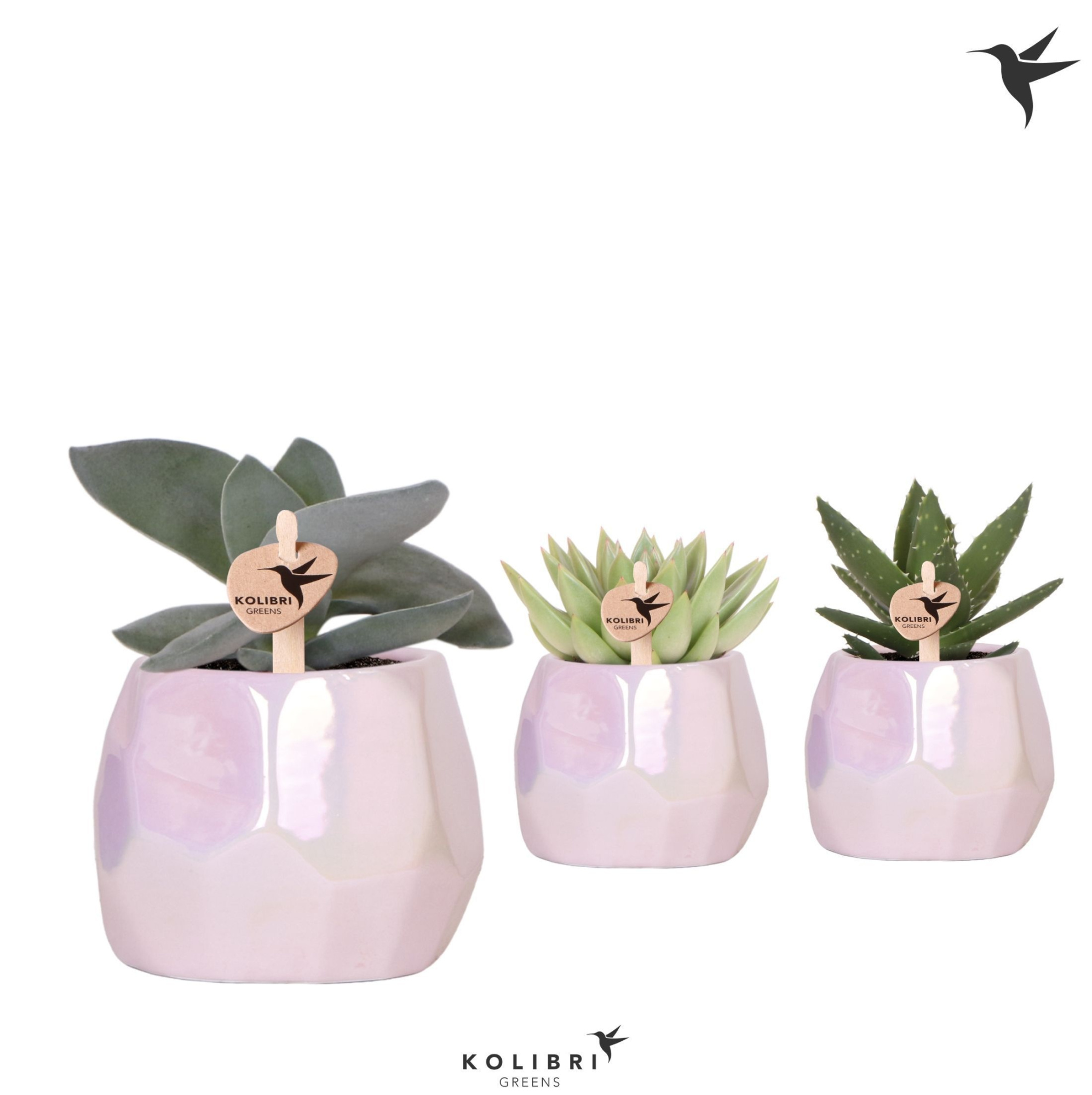 Kolibri Greens Succulenten mix in Pearl pot pink, D 9 cm
