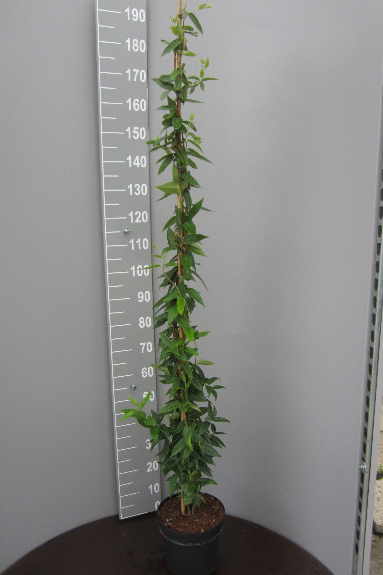 Lonicera henryi, D 24