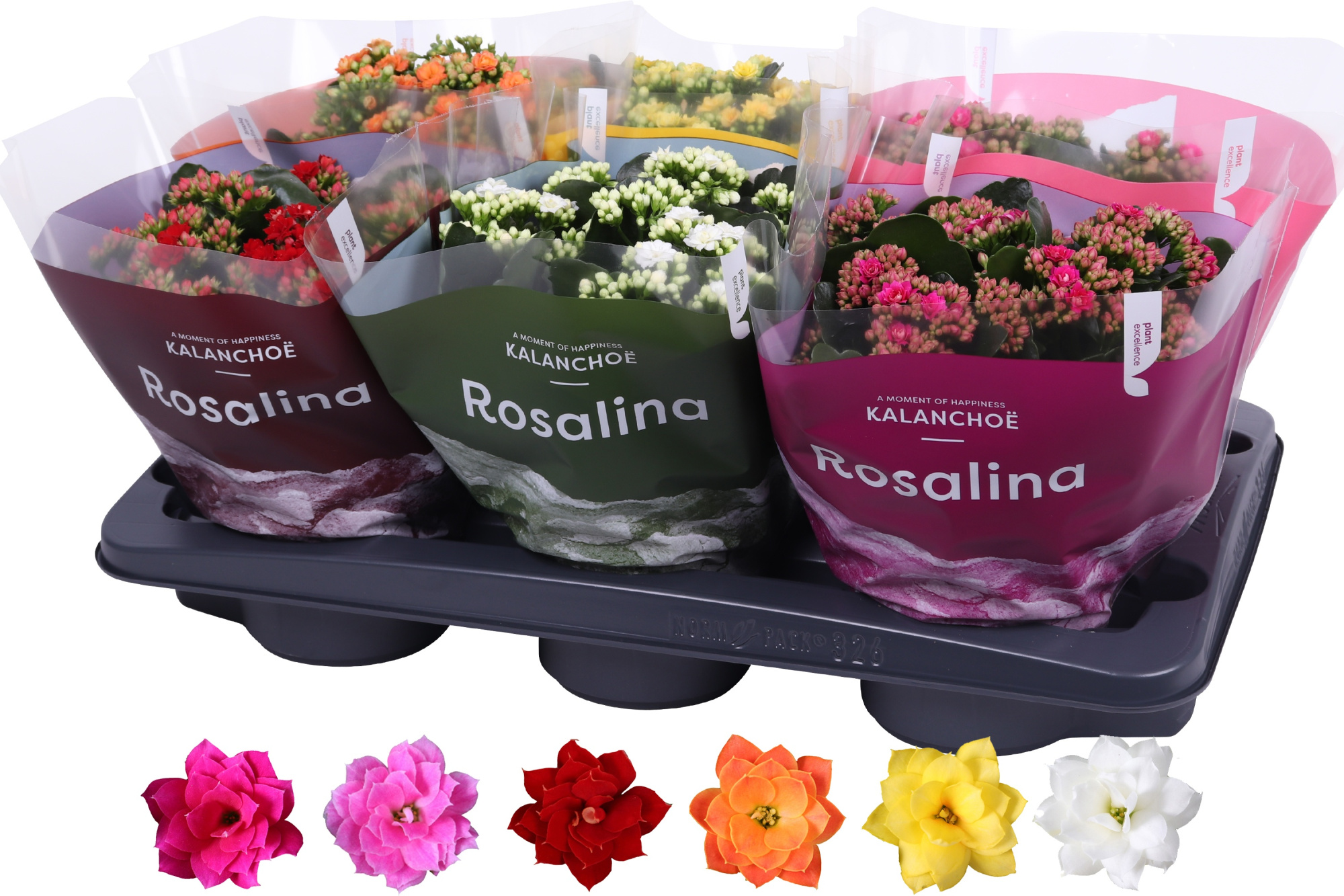 Kalanchoe Rosalina 15cm mix, TST hoes, D 15 cm