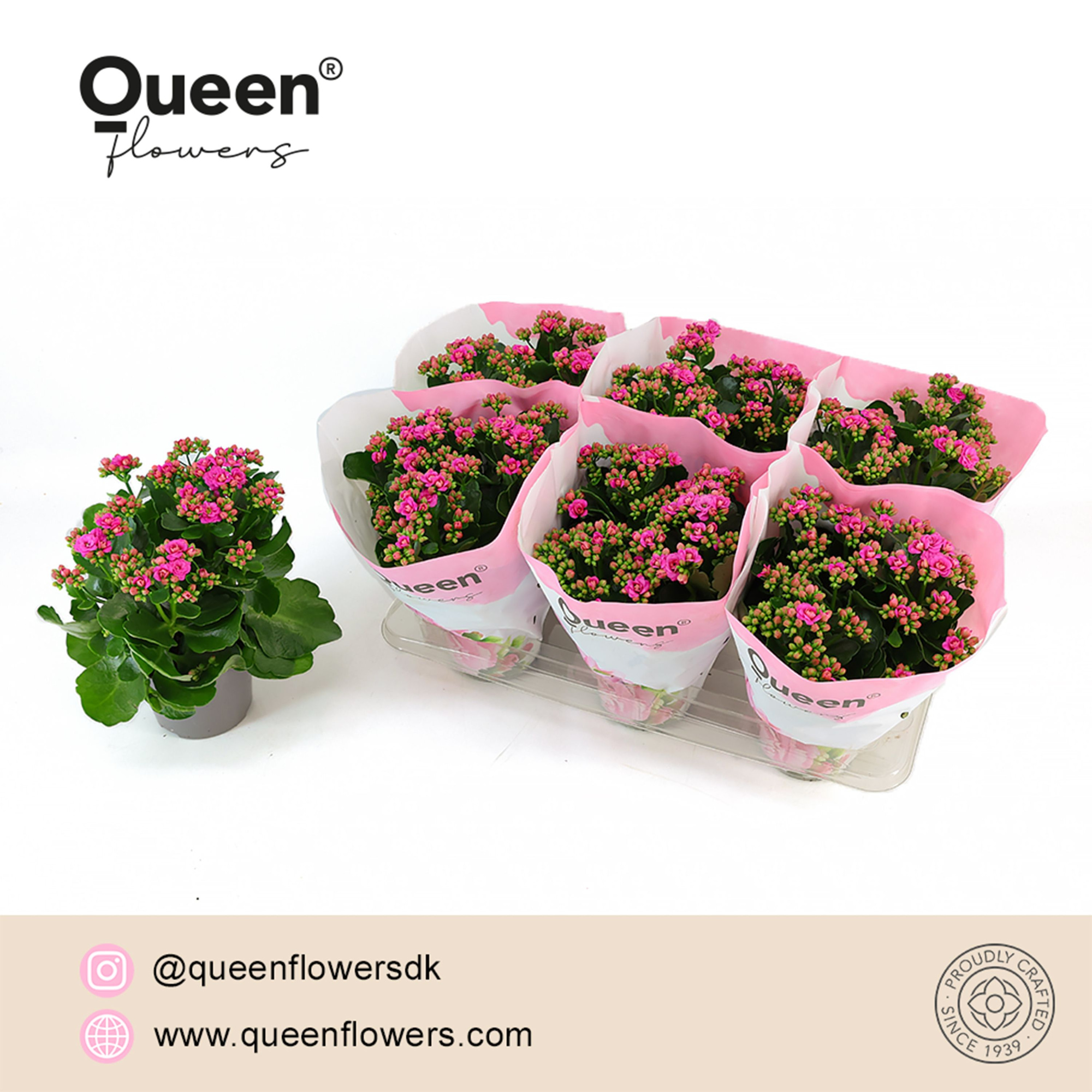 Kalanchoe Augusta Paars P14 Queen, D 14 cm
