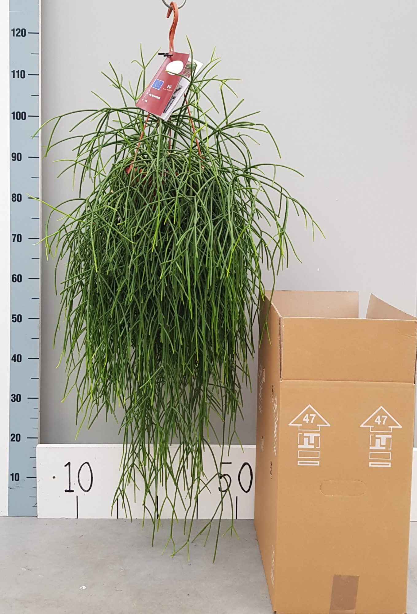 Rhipsalis Burchellii 20cm, D 20