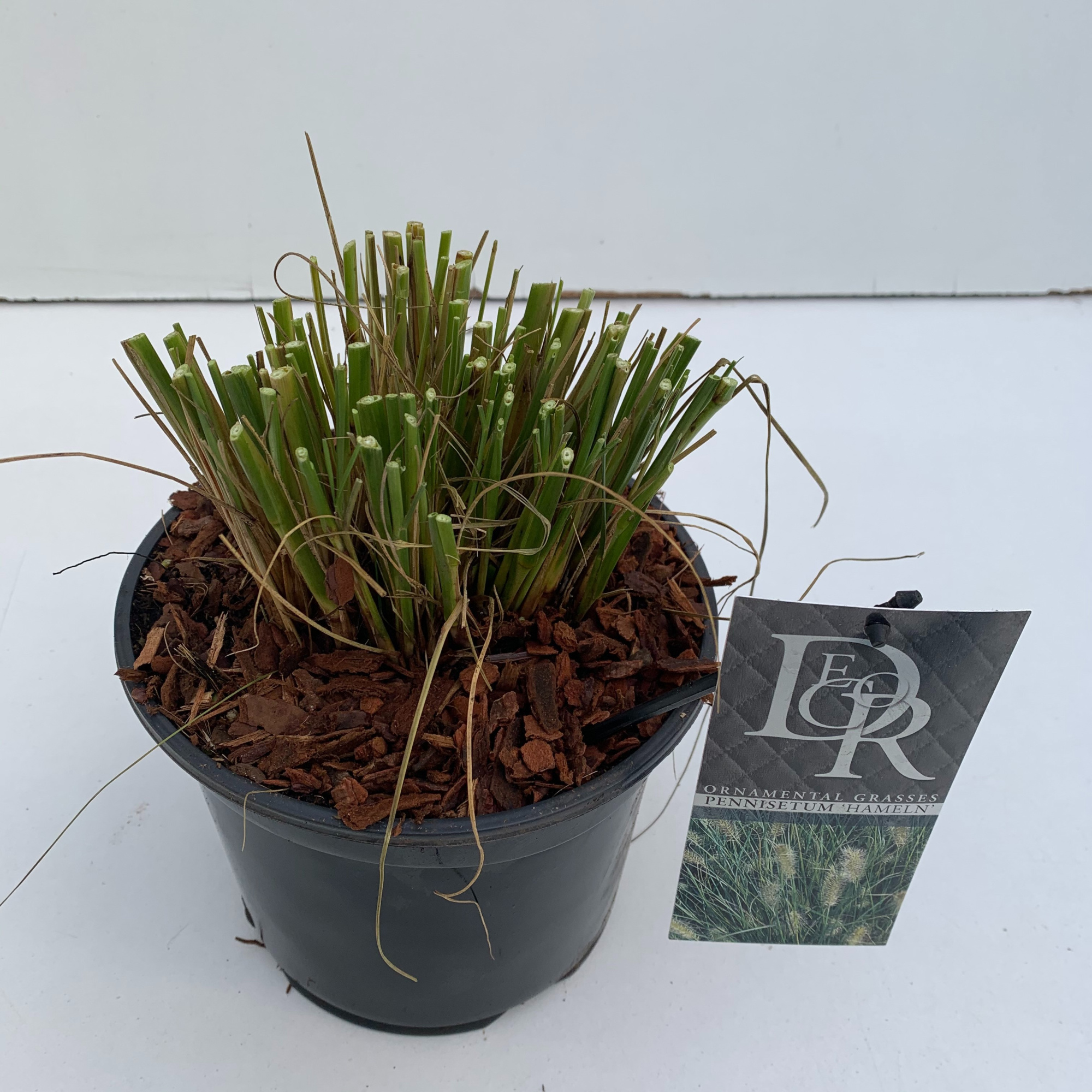 Pennisetum 'Hameln', D 19