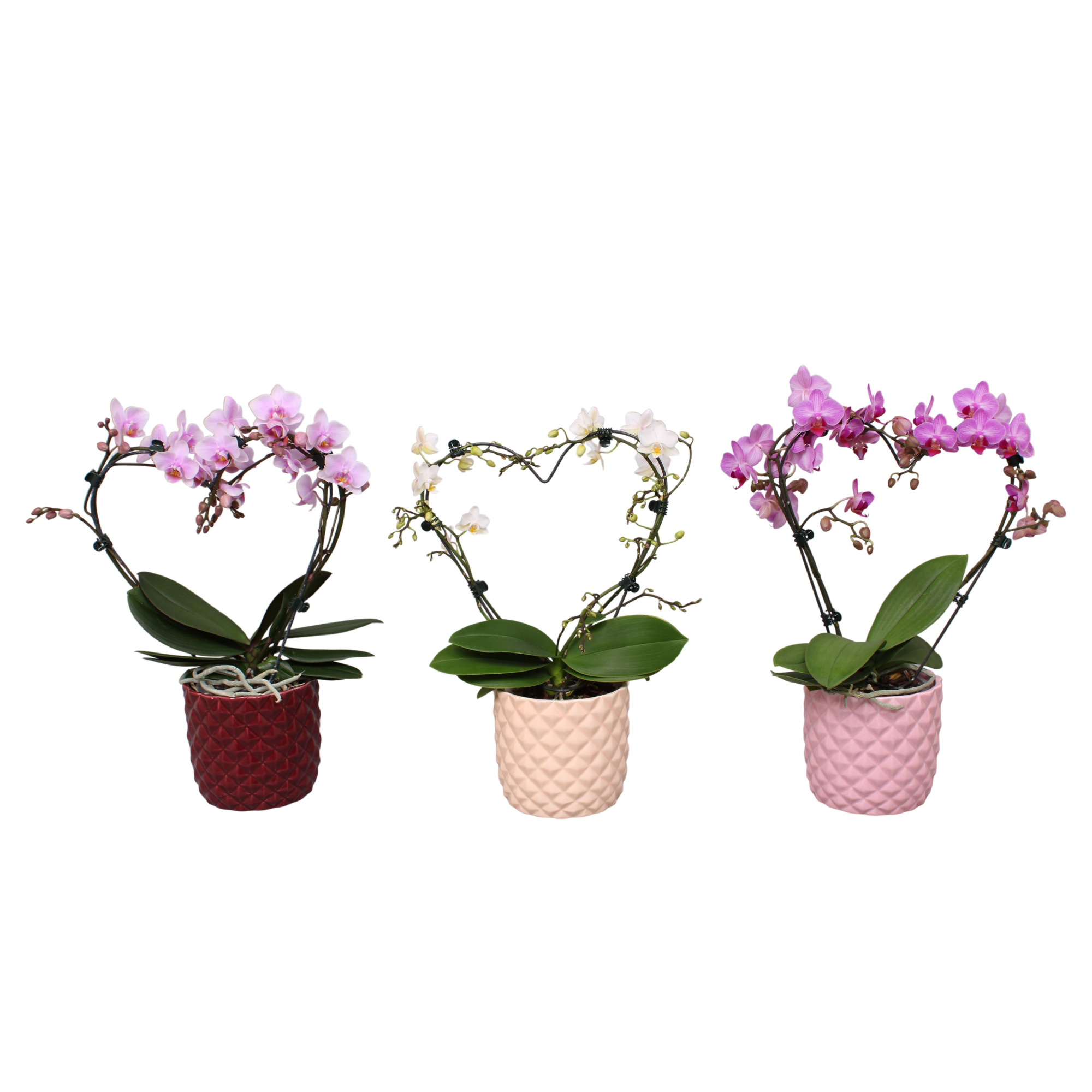 Phal. Multi vorm mix "Blossoming Heart" in keramiek BGC991, D 12