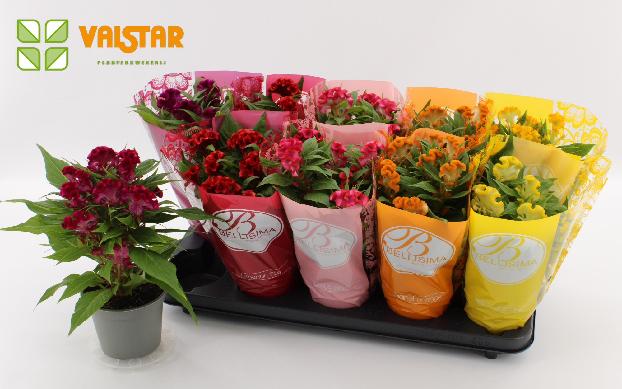 Celosia Cristata twisted 12cm, Bellisima hoes Ton sur Ton Mix, D 12