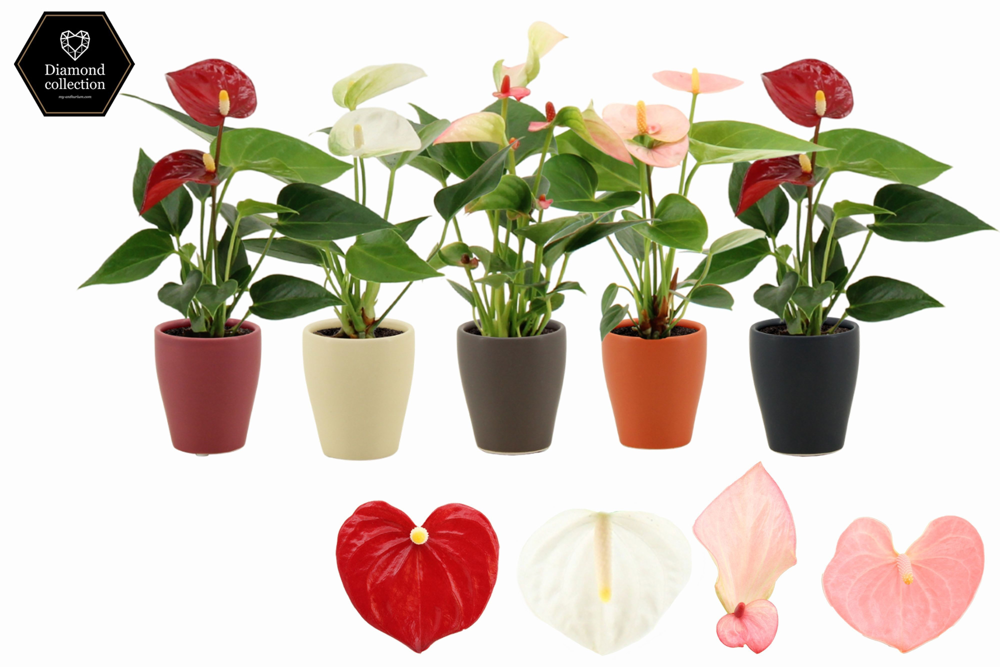 Anthurium 6 cm 4 color mix in Carly winter ceramics, D 6