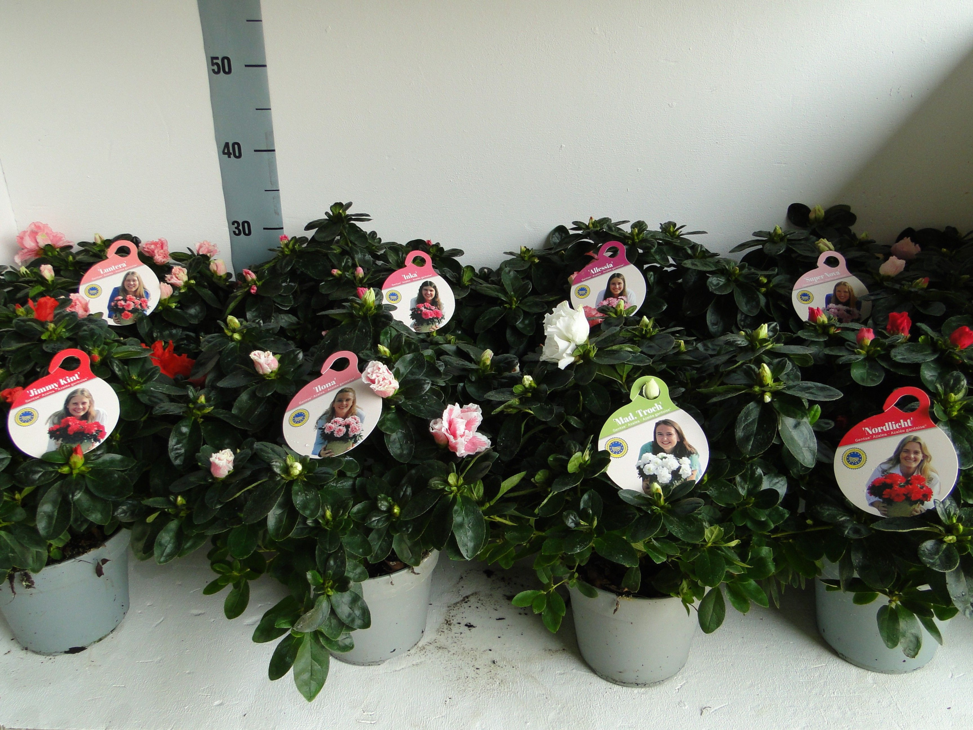 GHENT AZALEA YOUNG STARS POT 15, D 15 cm