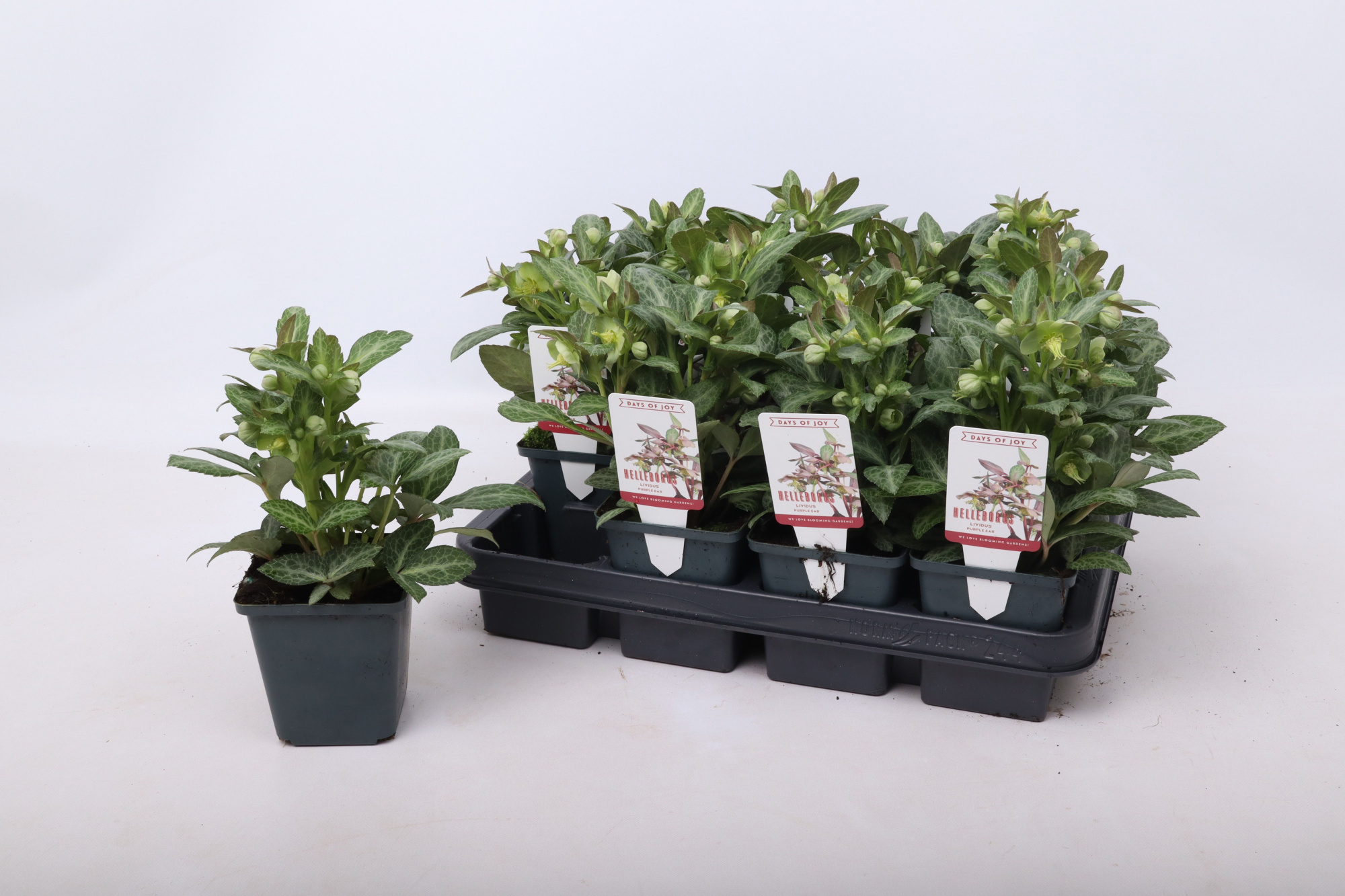 Helleborus lividus 'Purple Ear' 9 cm, D 9