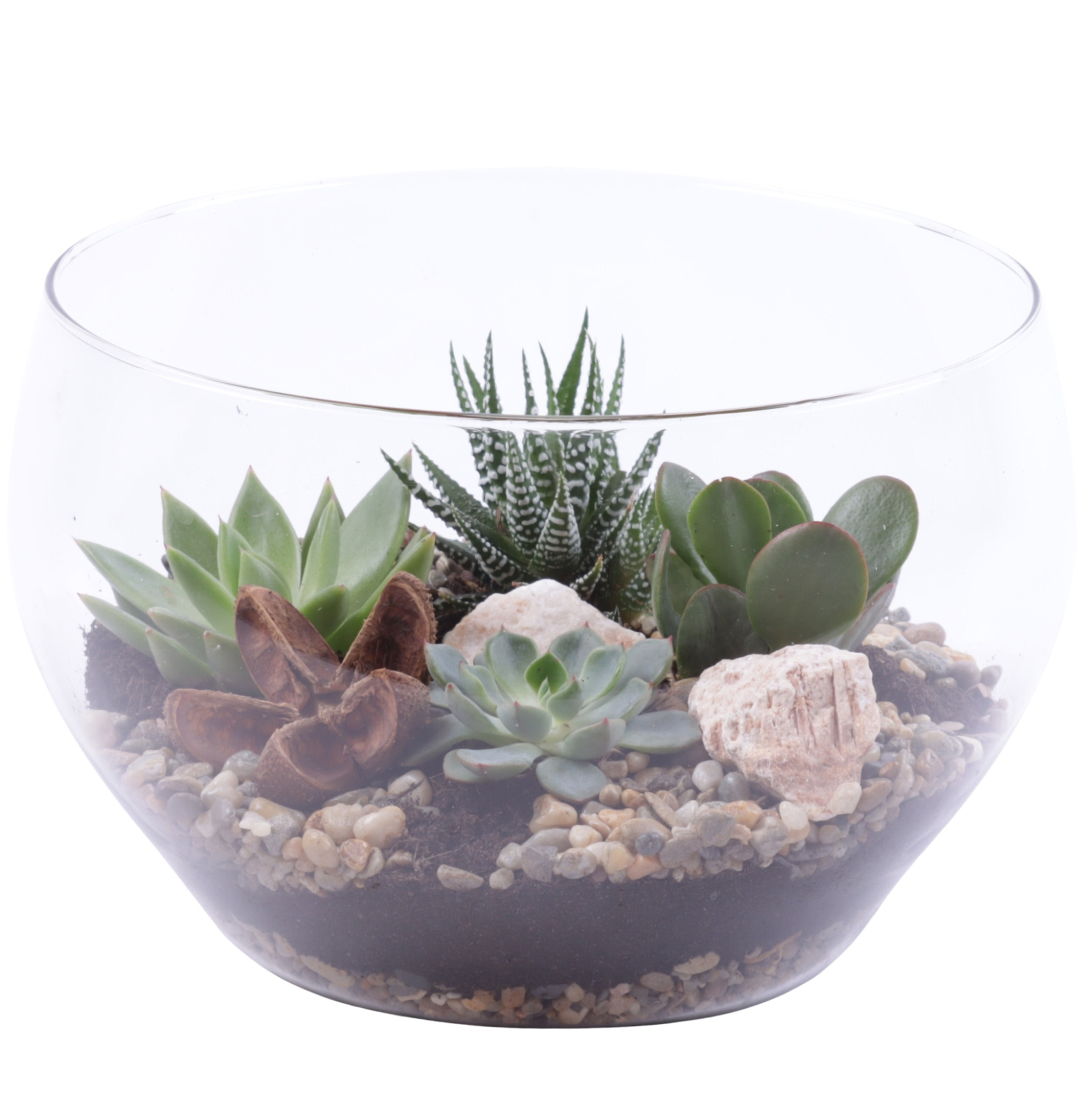 Yearround Arr. Succulent Glass Vase Ø25cm 4PP, D 25 cm