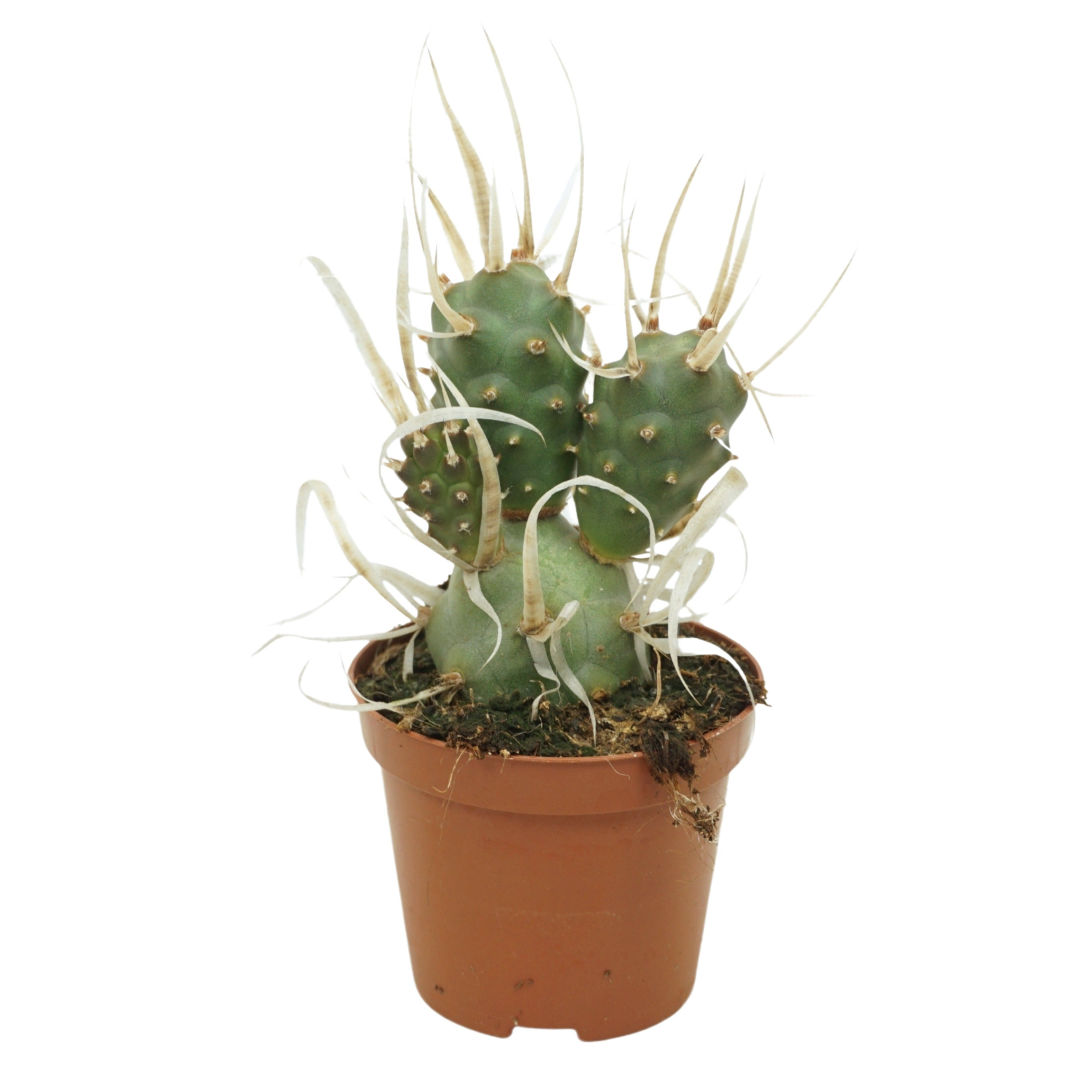 Tephrocactus papyracanthus 8,5 cm, D 8,5