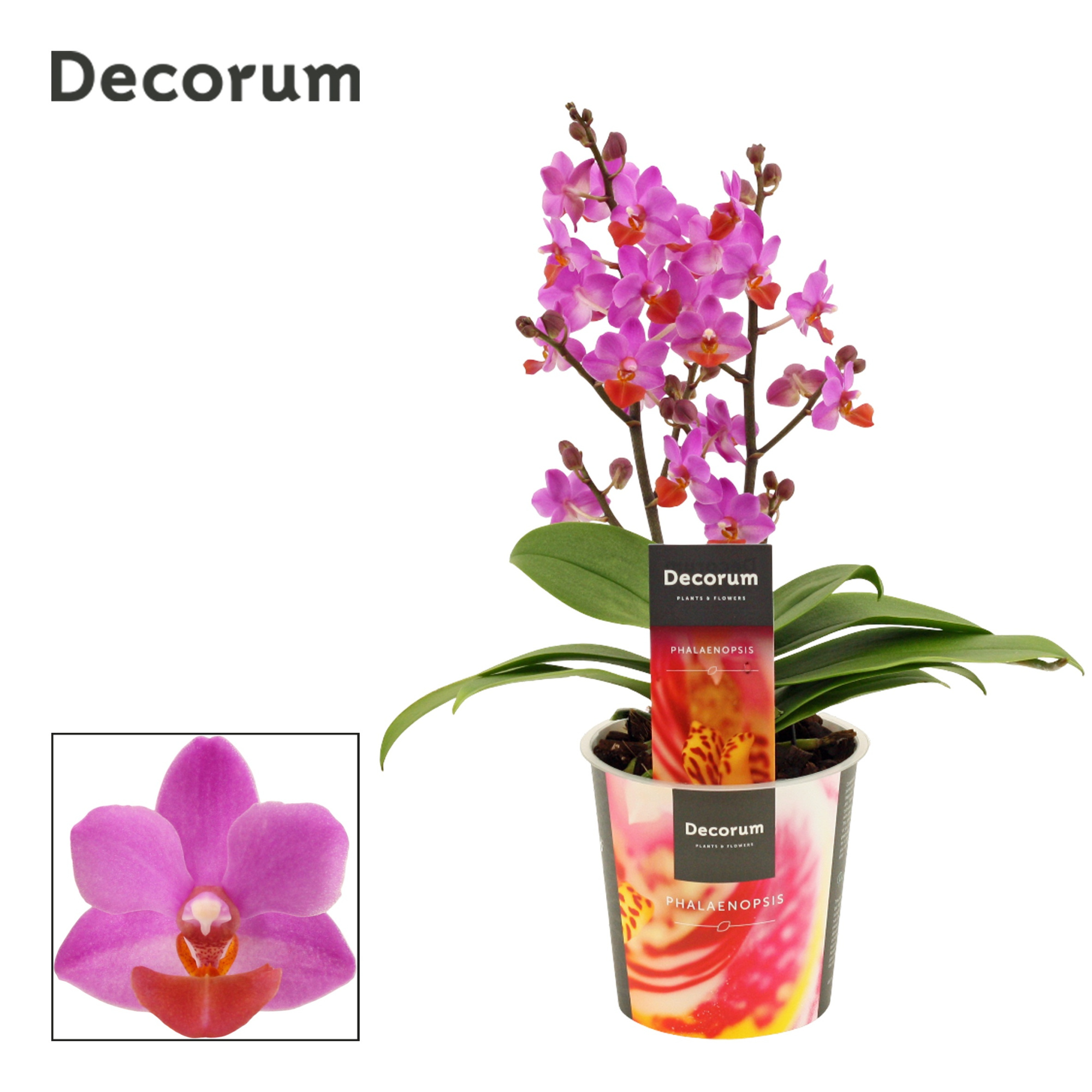 Phalaenopsis Table Mystery 2+ tak (Decorum), D 12
