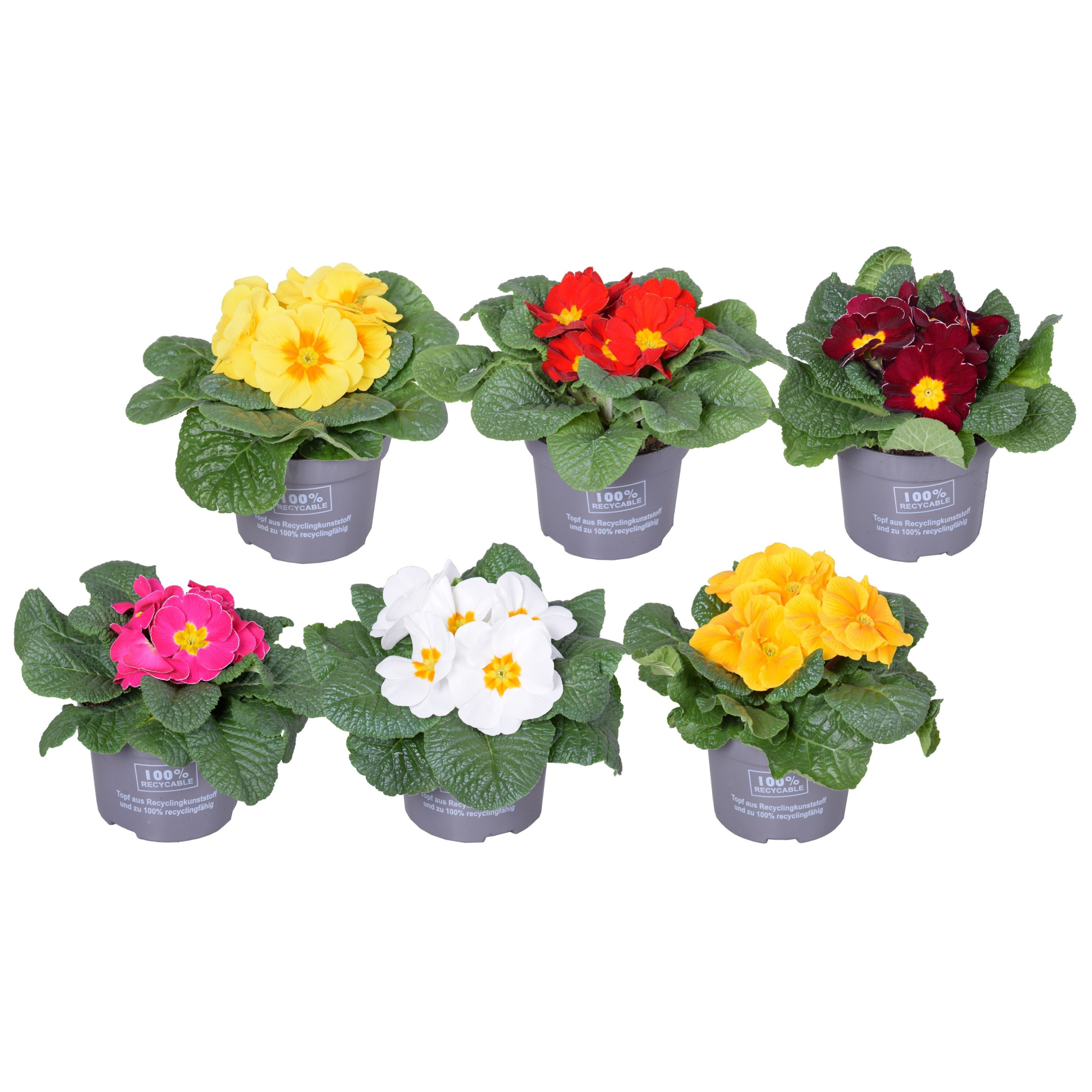 863 GP : P10.5 Primula Acaulis mix kleuren per cc kar, D 10,5