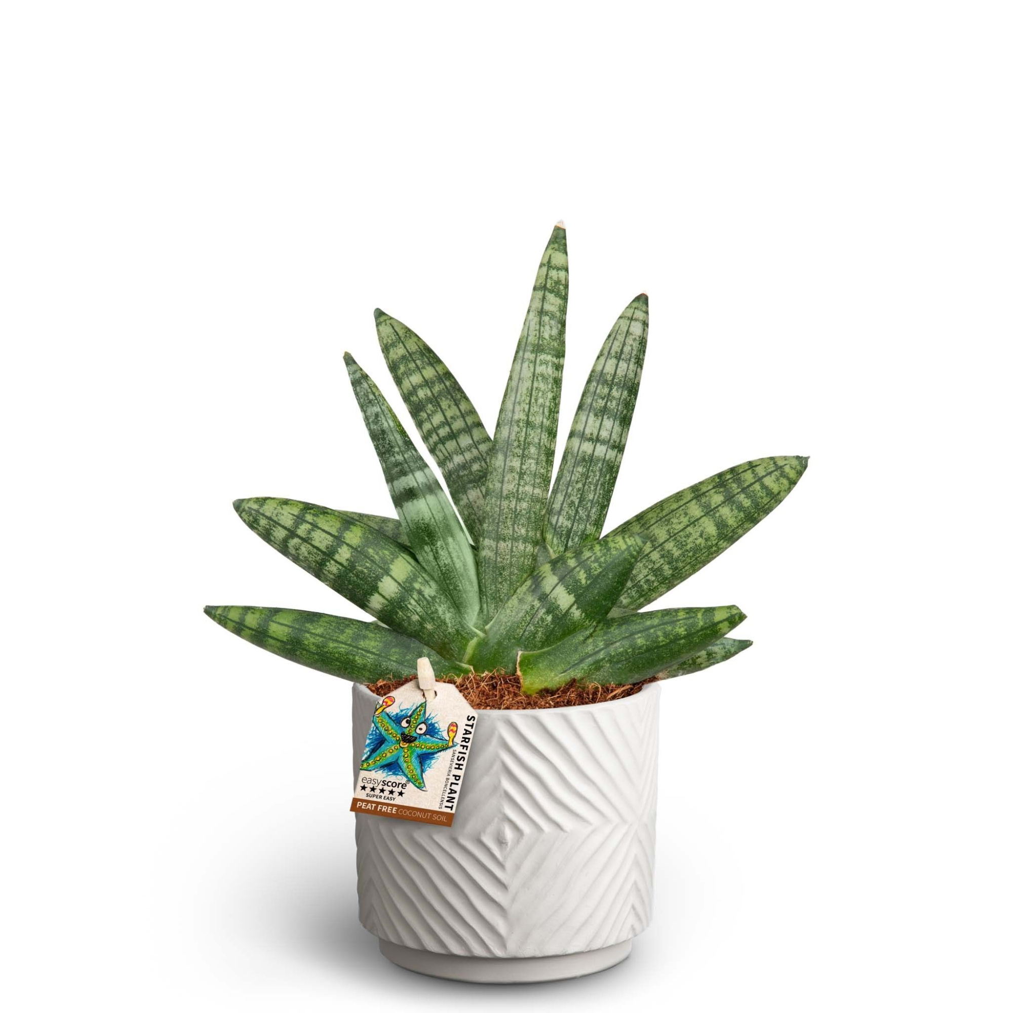 Dune Sand, Sansevieria Boncellensis, D 10 cm