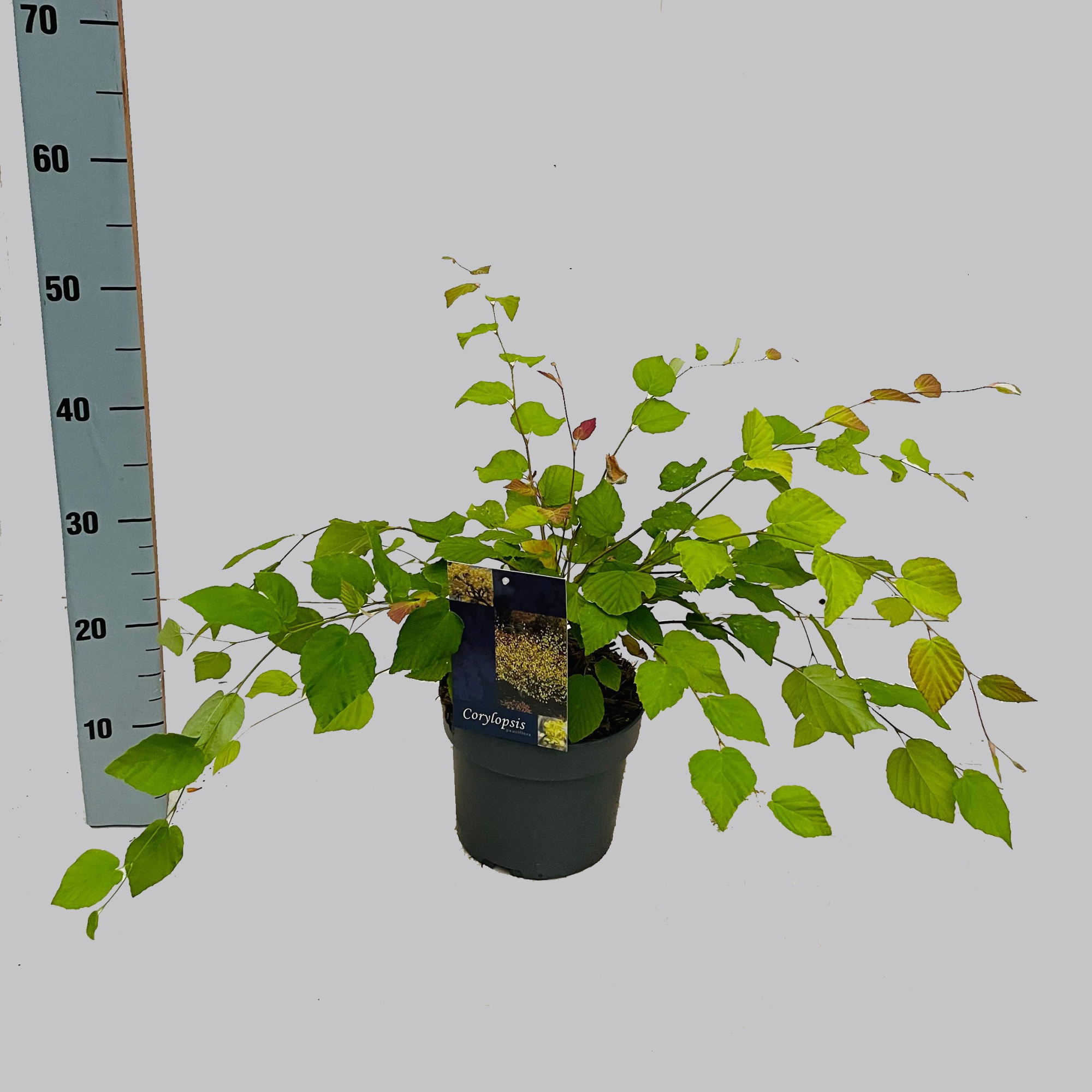 Corylopsis pauciflora 30-40 21/C3, D 21 cm