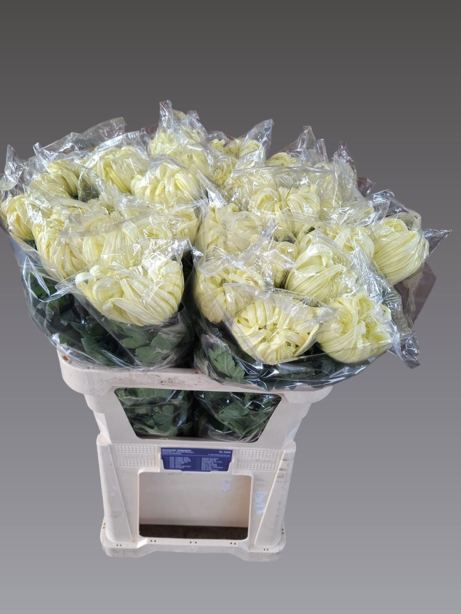 Хризантема од. Вена Крим 80, шт.