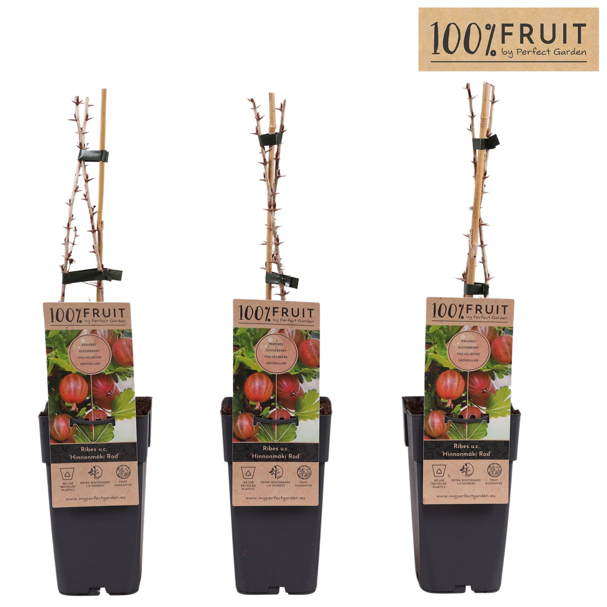 Ribes uva-crispa Hinnonmäki Röd P15, D 15