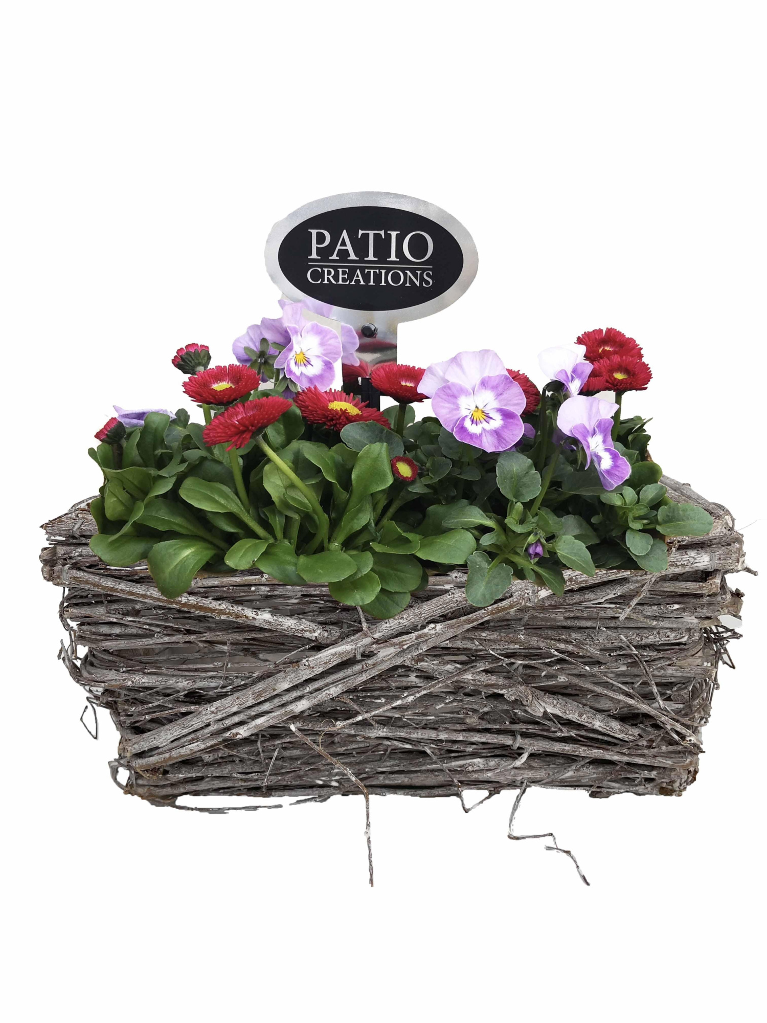 VB843-9001 Viola-Bellis Matz S, D 20