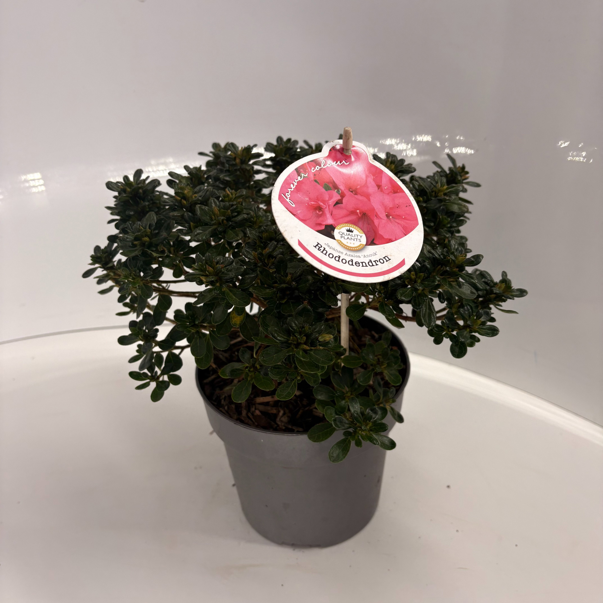 Rhododendron Japanse Azalea, D 17