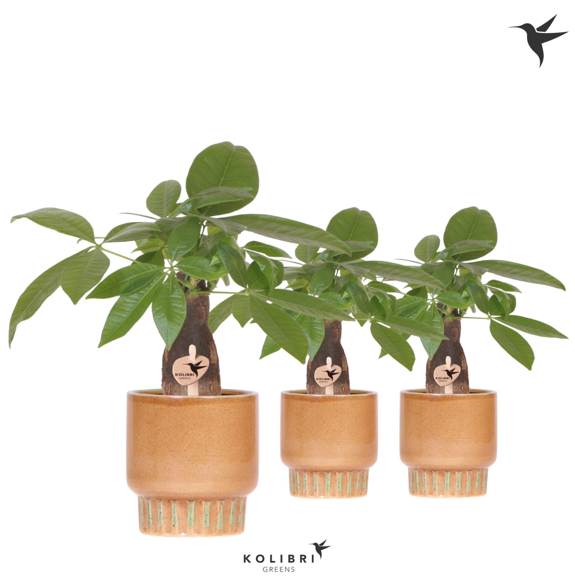Kolibri Greens Pachira in Bold pot cognac, D 9 cm