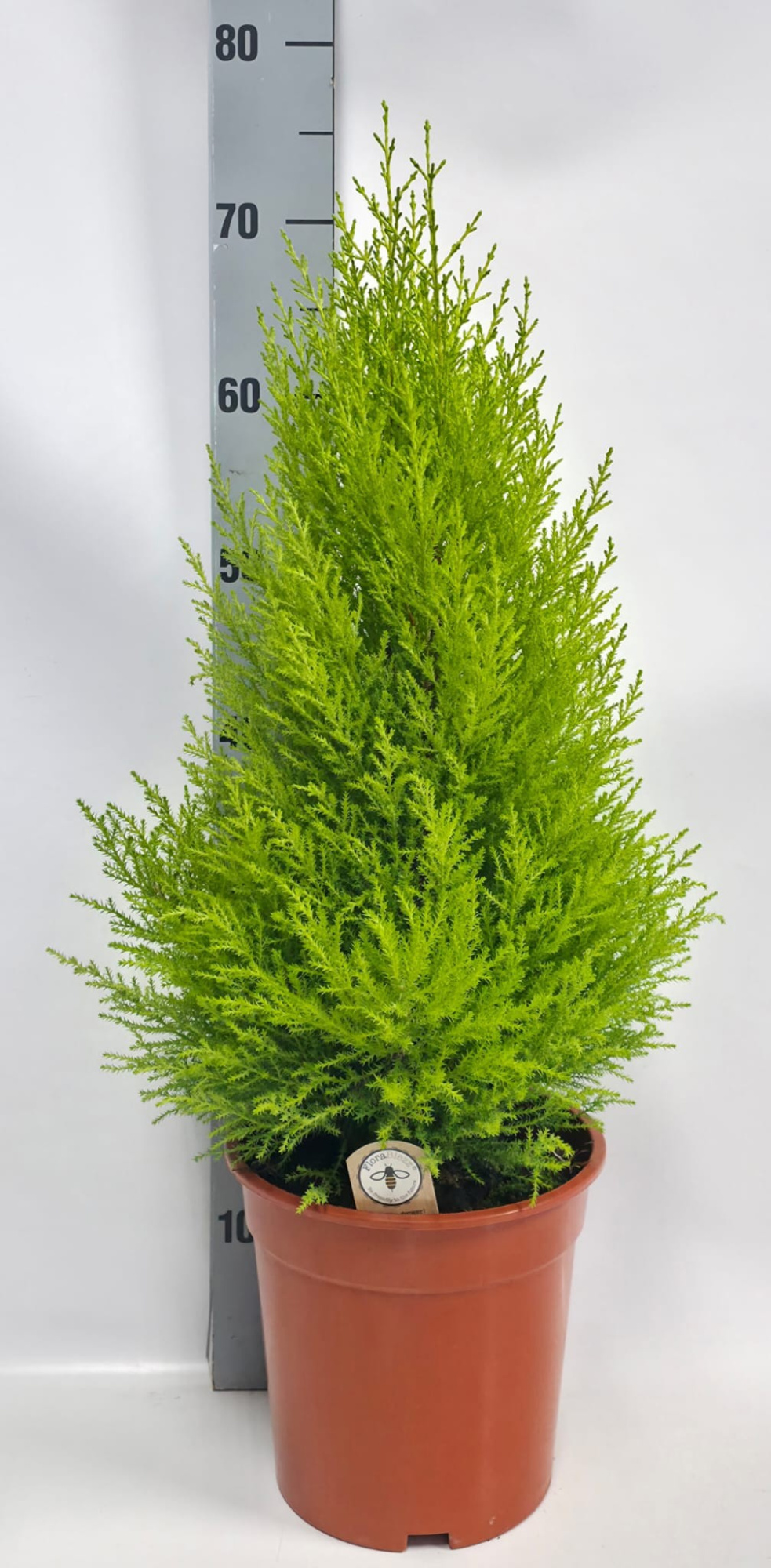 Cupressus piramide 21cm, D 21