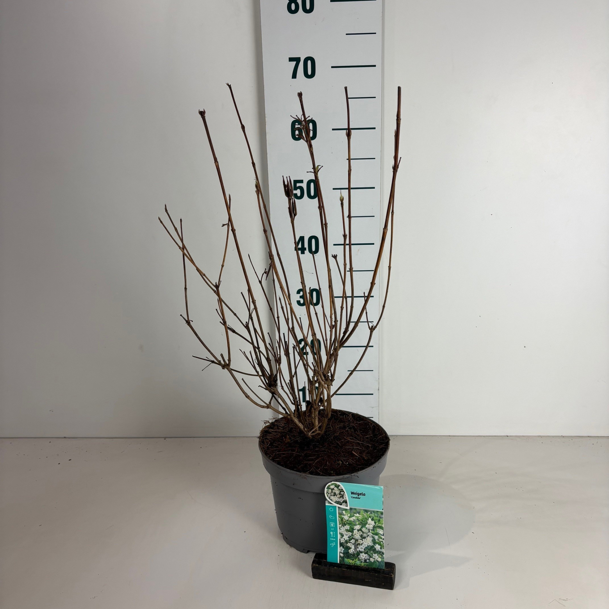 Weigela Candida, D 20