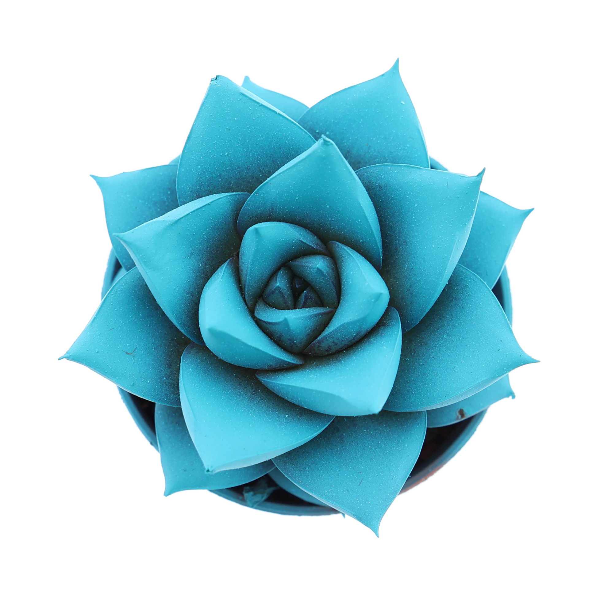 Rainbow purper mint, D 5,5