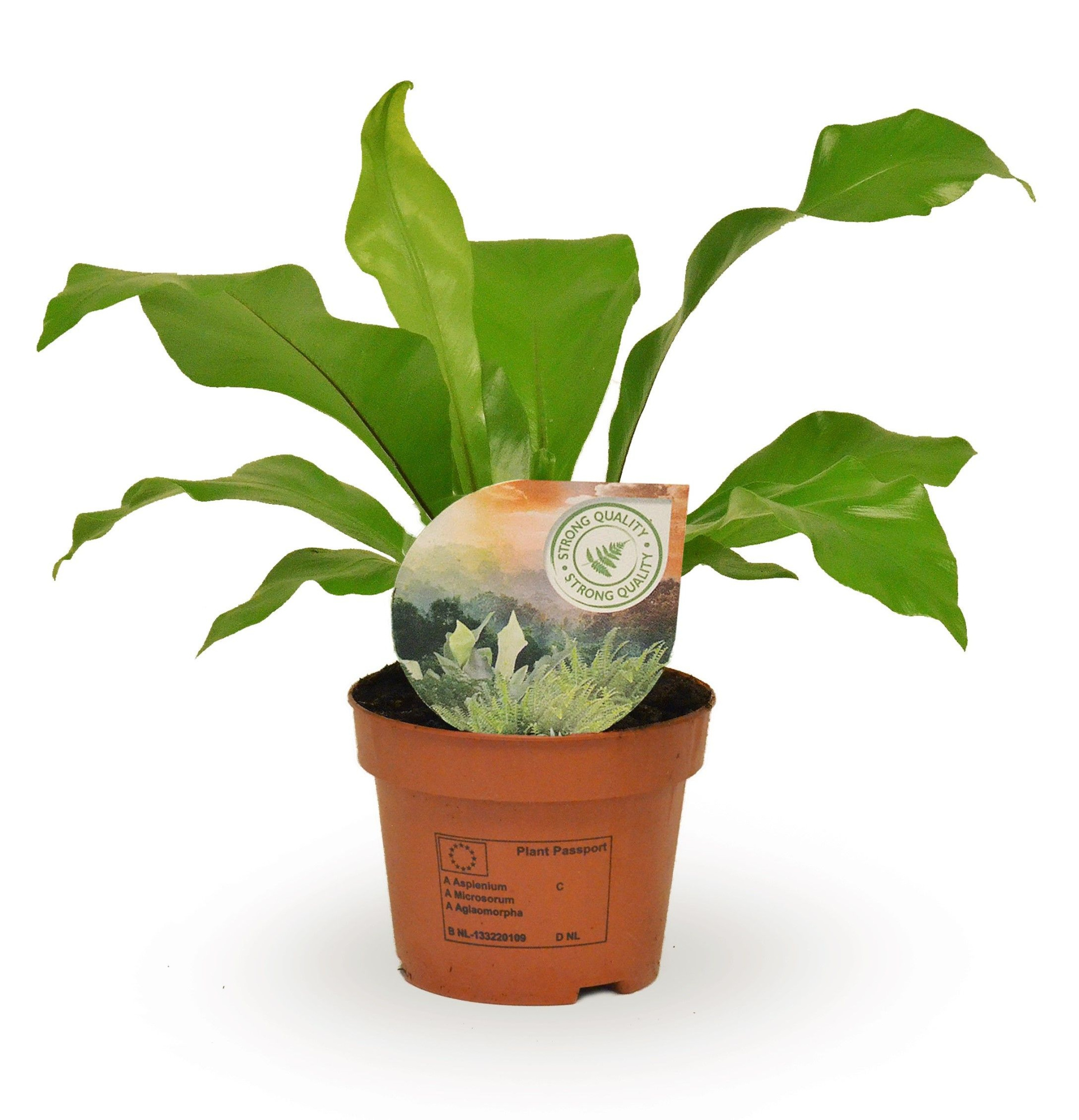 Asplenium nidus, D 12 cm