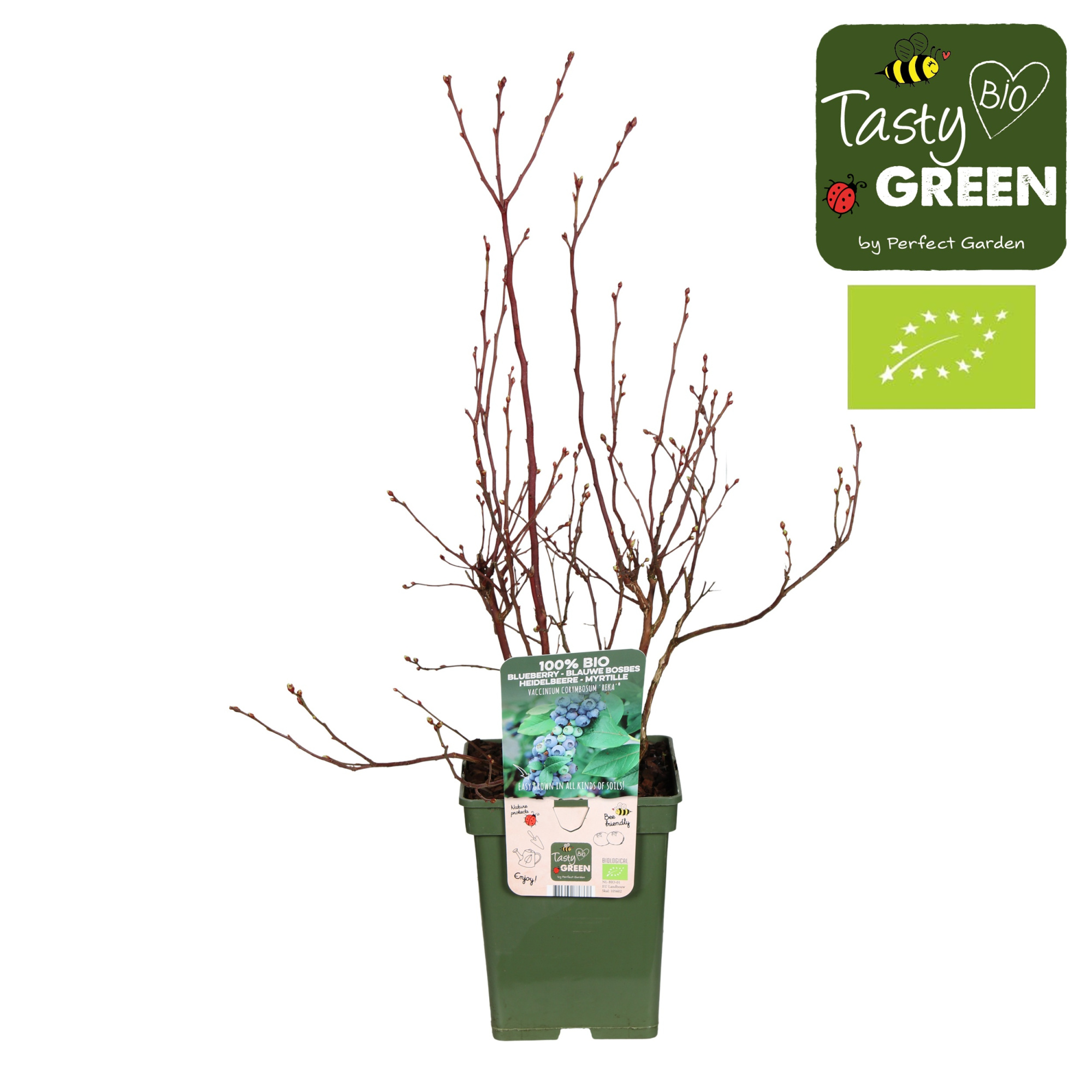 Vaccinium corymbosum 'Reka'® Bio P23, D 23