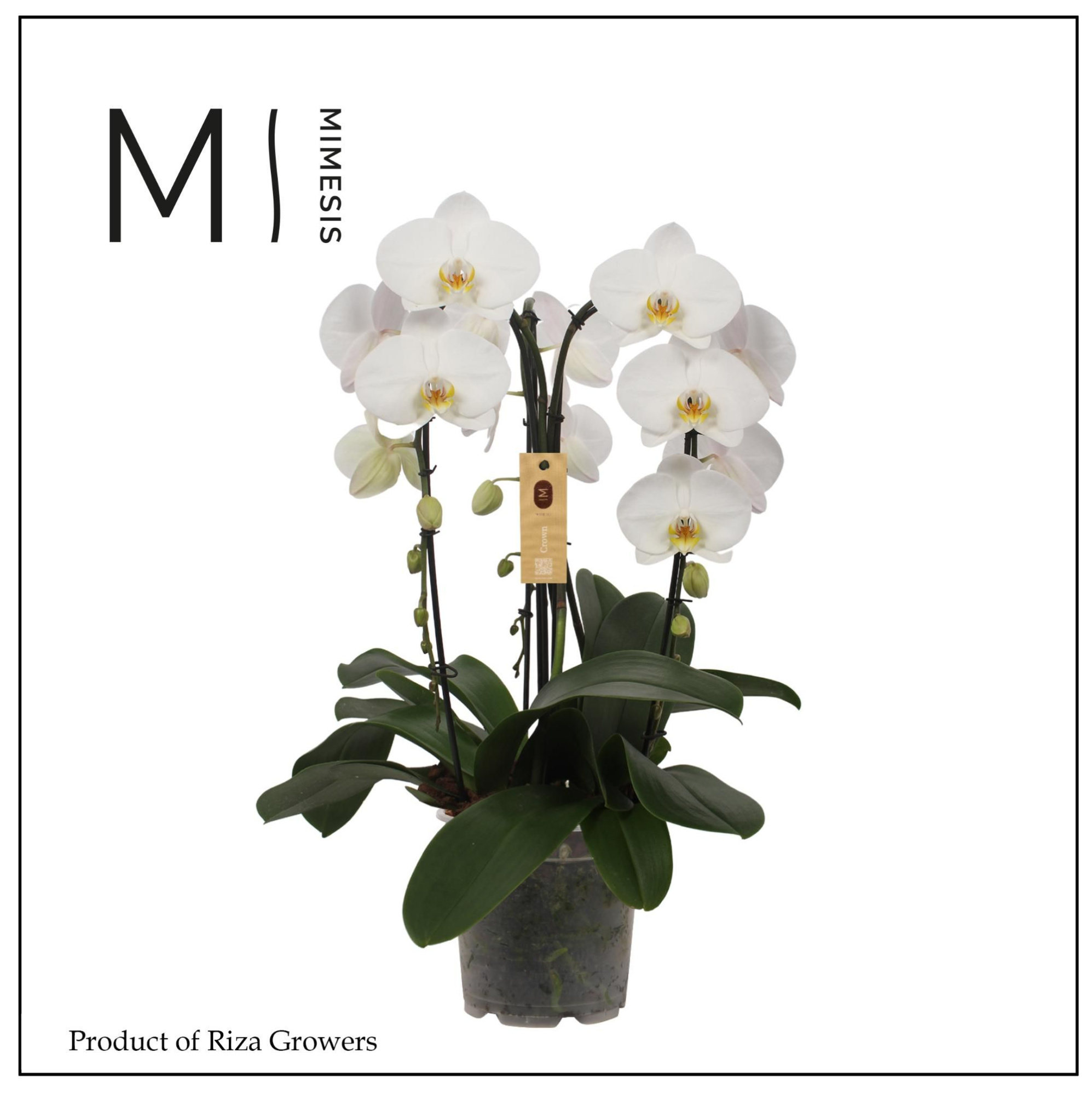 Phalaenopsis Crown White 3 spike - 21cm | Mimesis, D 21 cm